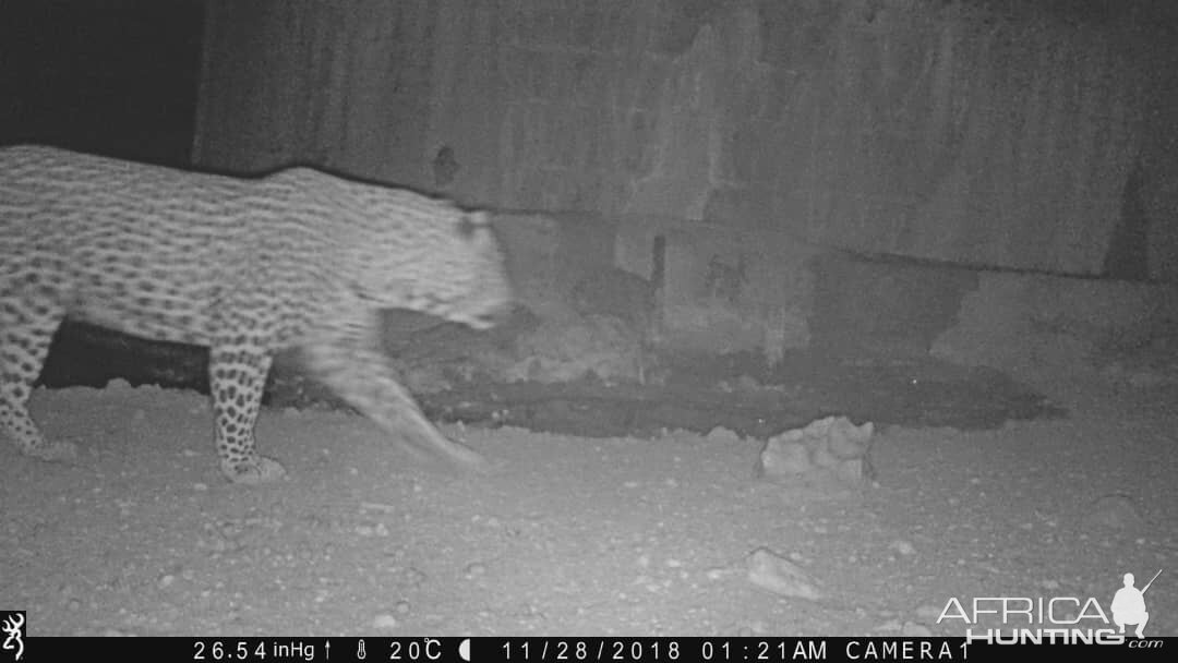 Trail Cam Pictures of Leopard in Namibia