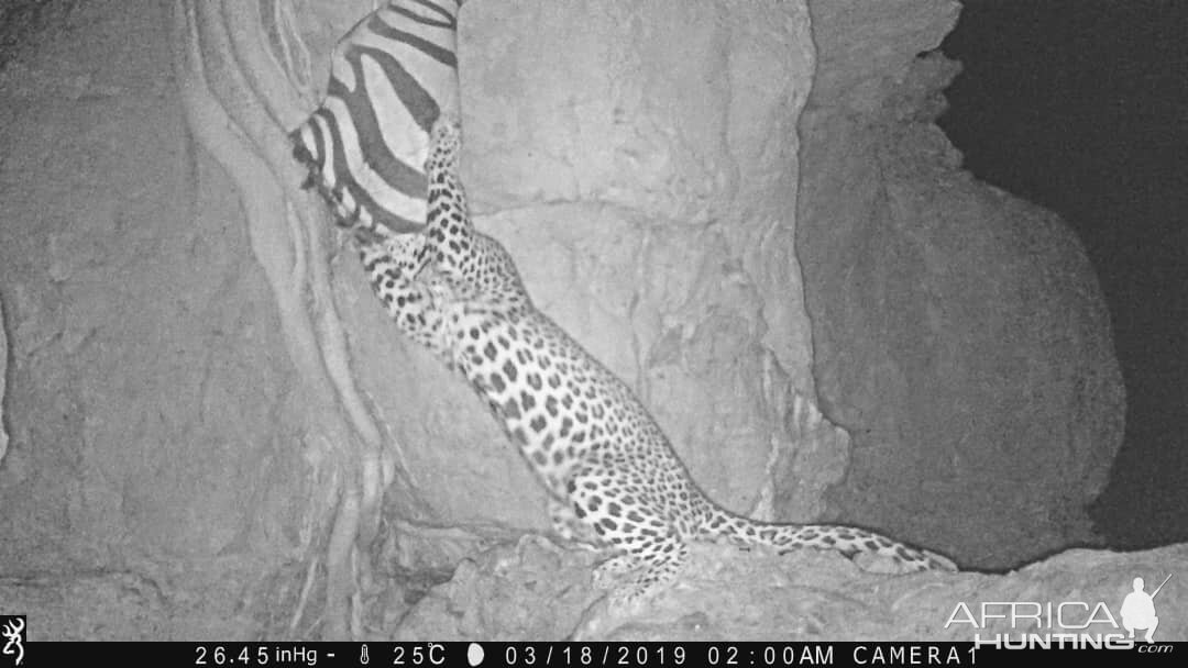 Trail Cam Pictures of Leopard in Namibia