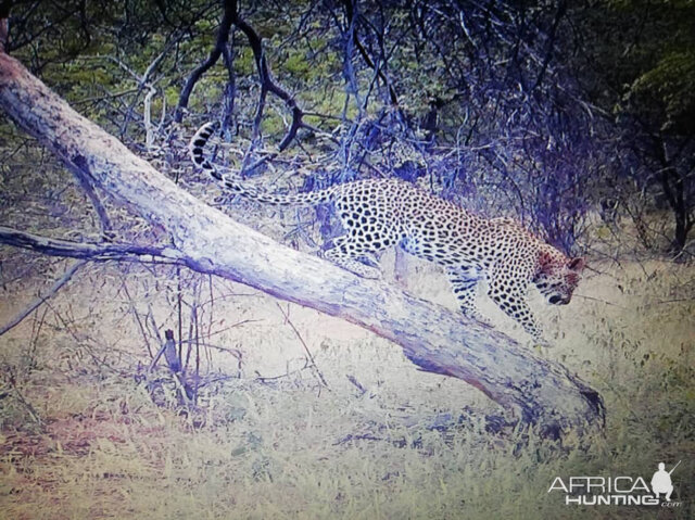 Trail Cam Pictures of Leopard in Namibia