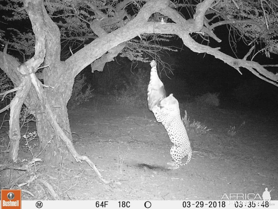 Trail Cam Pictures of Leopard in South Africa