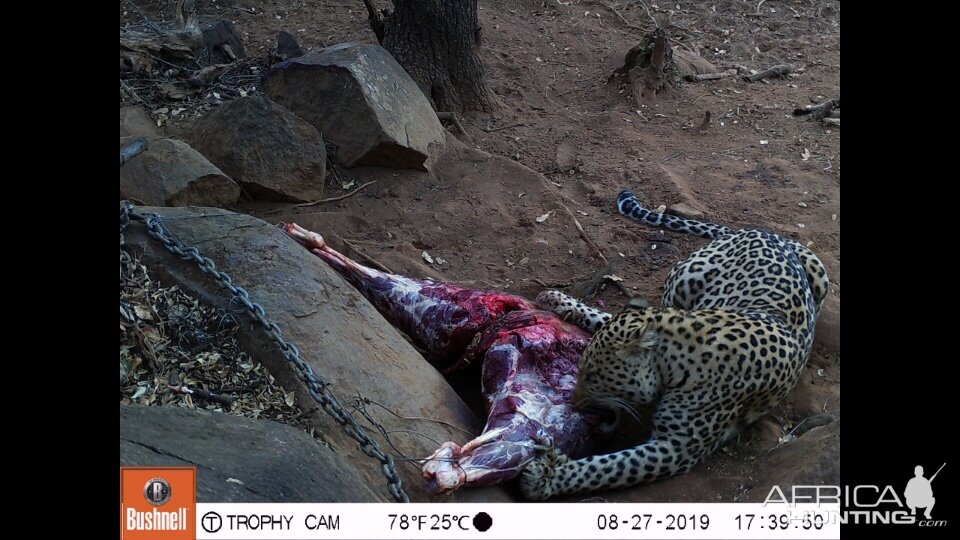 Trail Cam Pictures of Leopard in South Africa