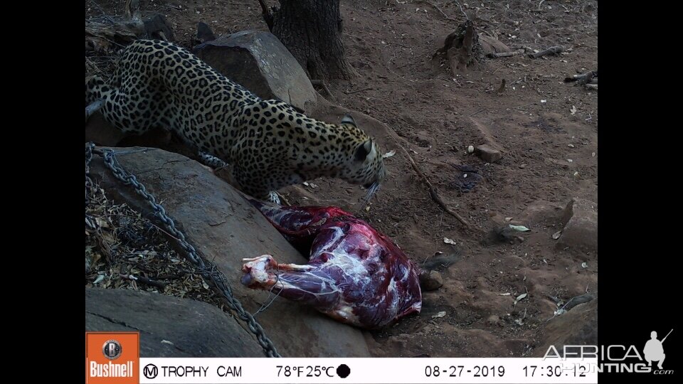 Trail Cam Pictures of Leopard in South Africa