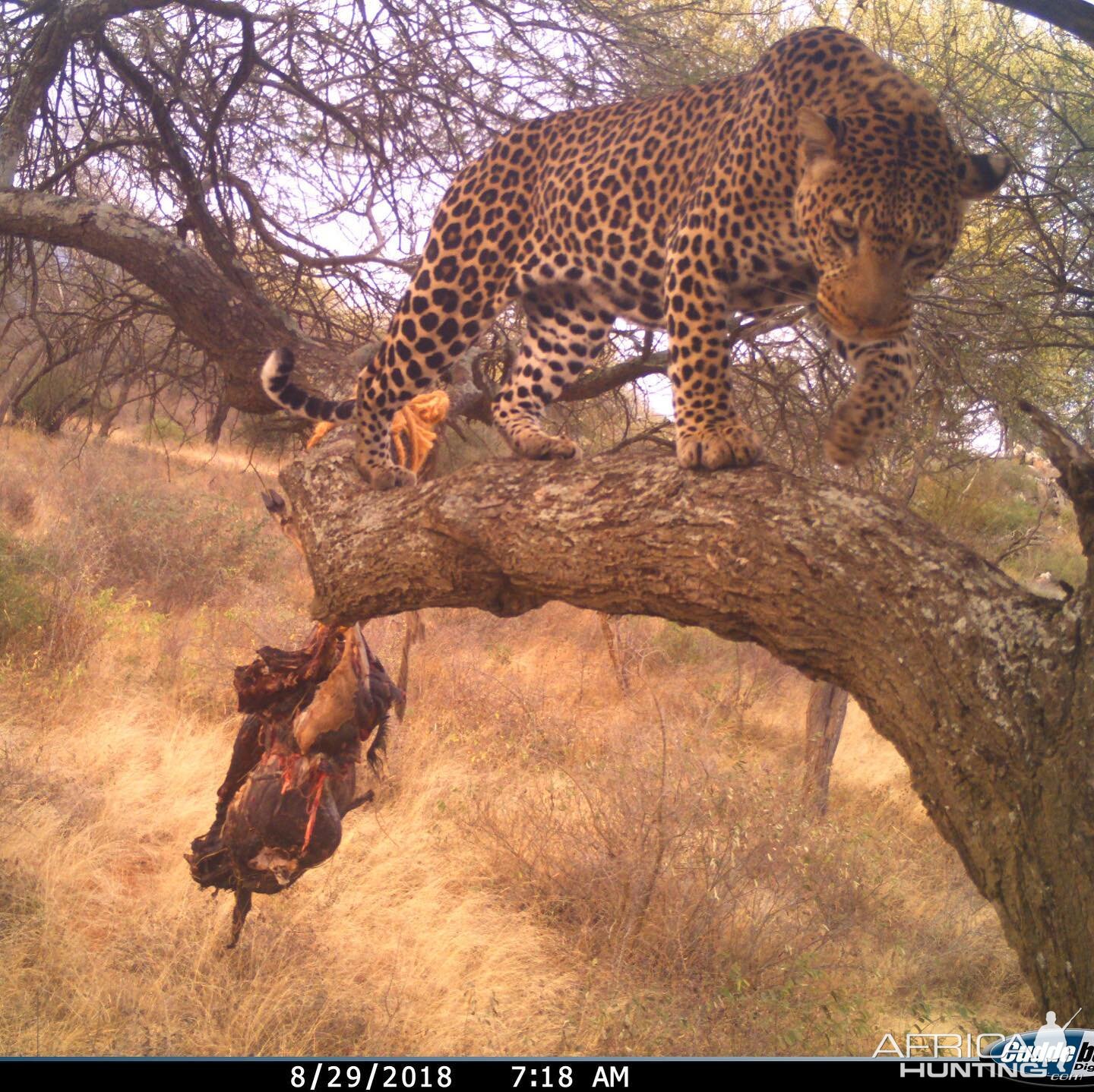 Trail Cam Pictures of Leopard in Tanzania