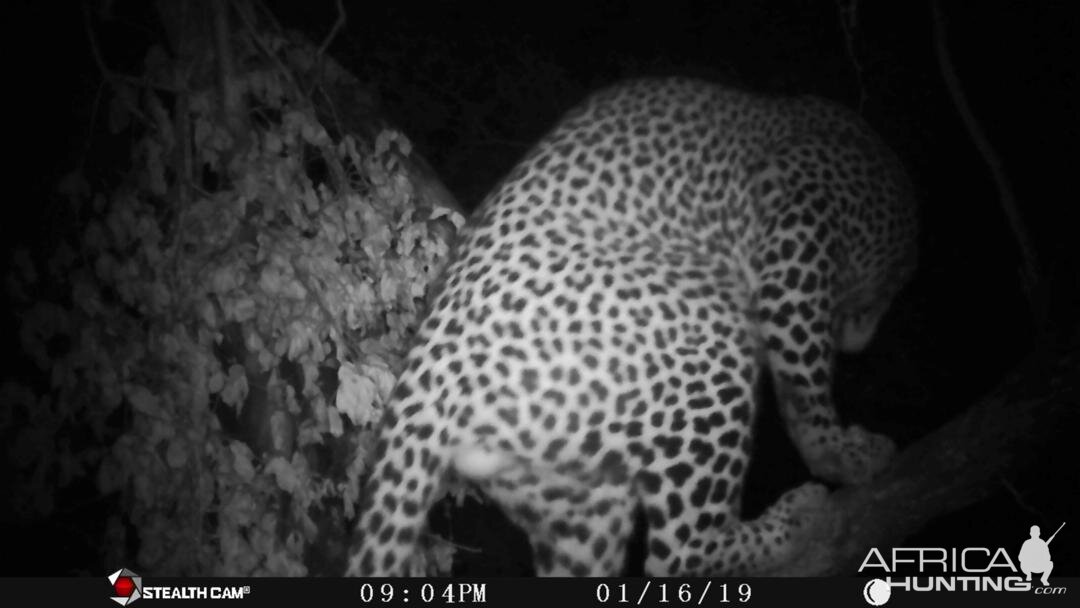 Trail Cam Pictures of Leopard in Zimbabwe