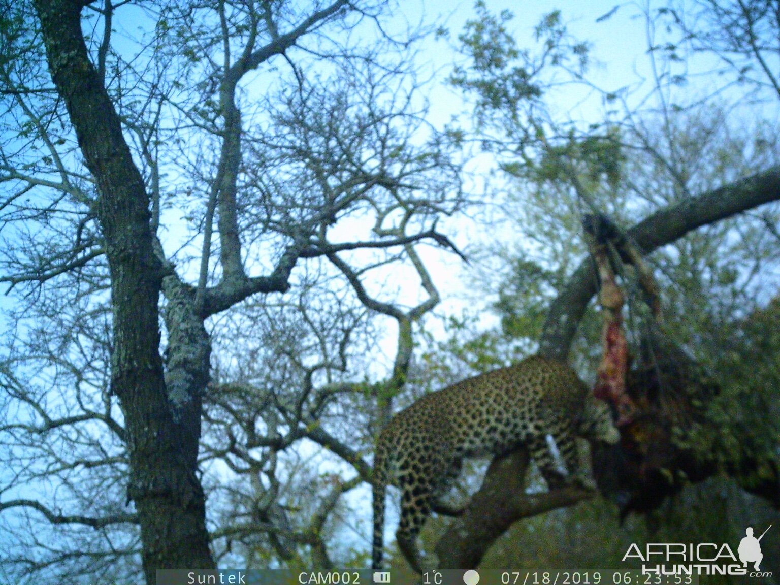 Trail Cam Pictures of Leopard in Zimbabwe