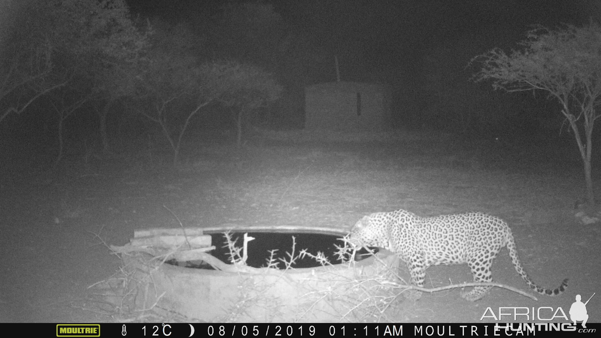 Trail Cam Pictures of Leopard