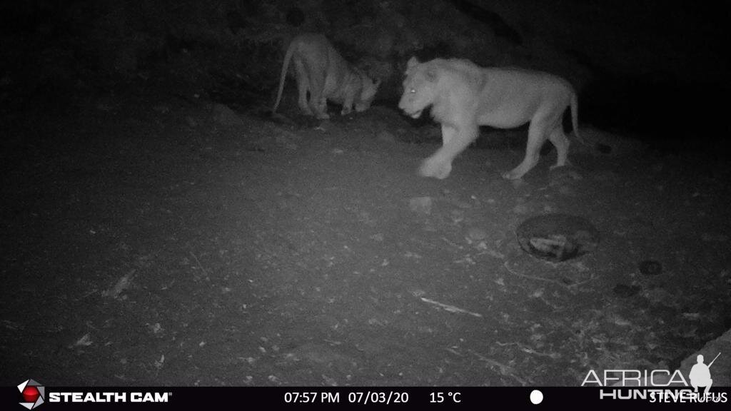 Trail Cam Pictures of Lions in Zambia