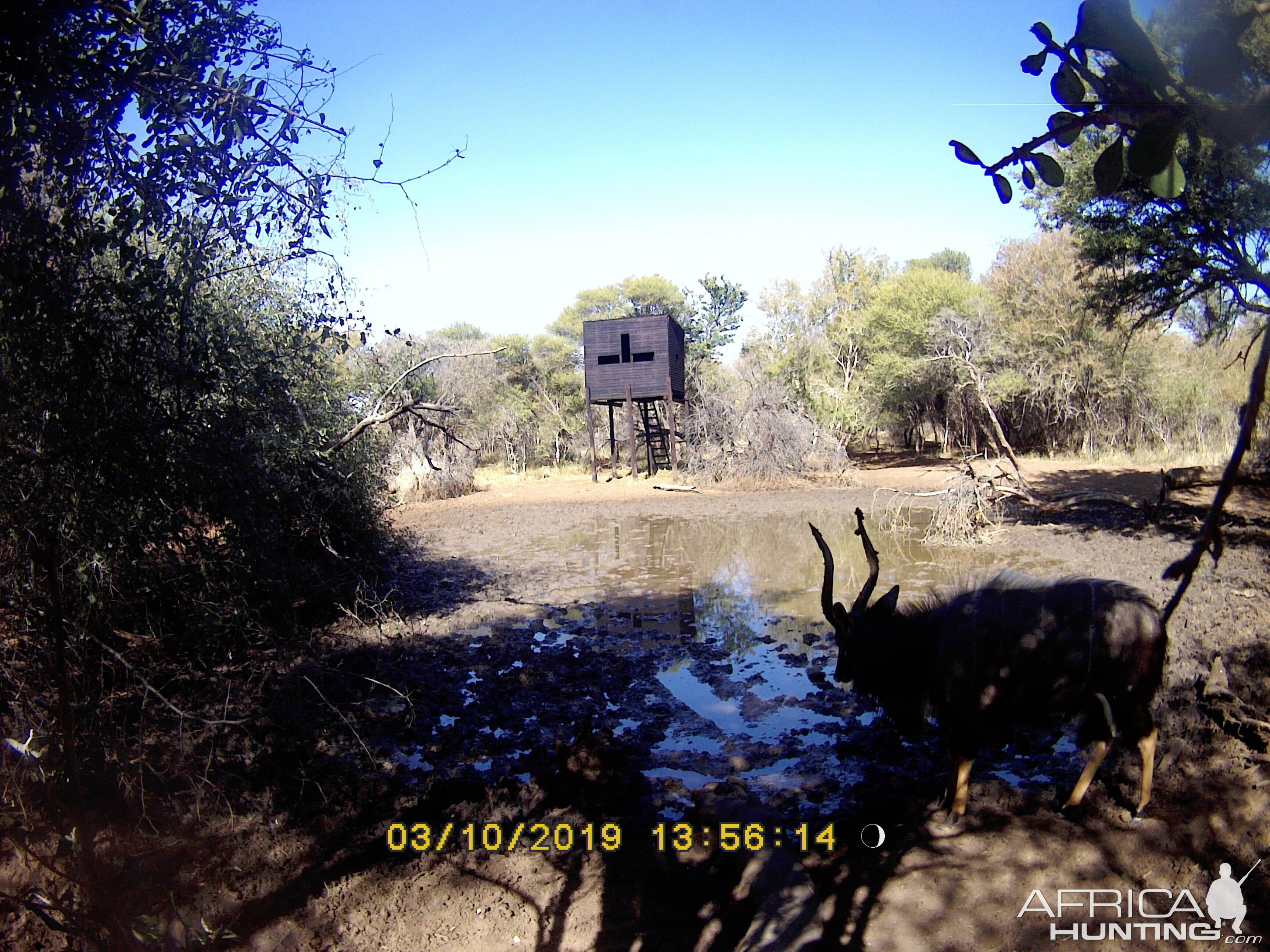 Trail Cam Pictures of Nyala in South Africa