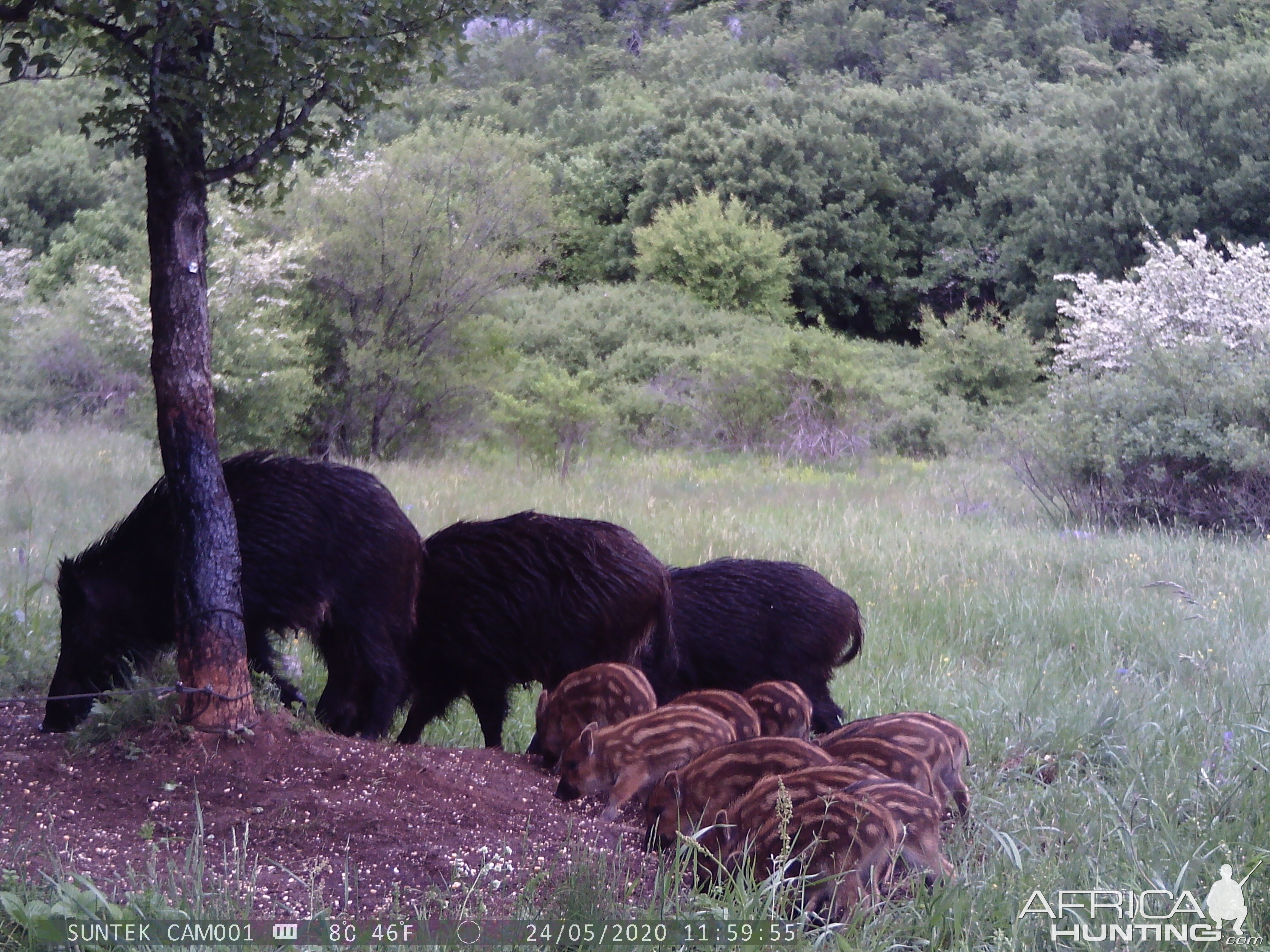Trail Cam Pictures of Pig Family in Croatia Europe