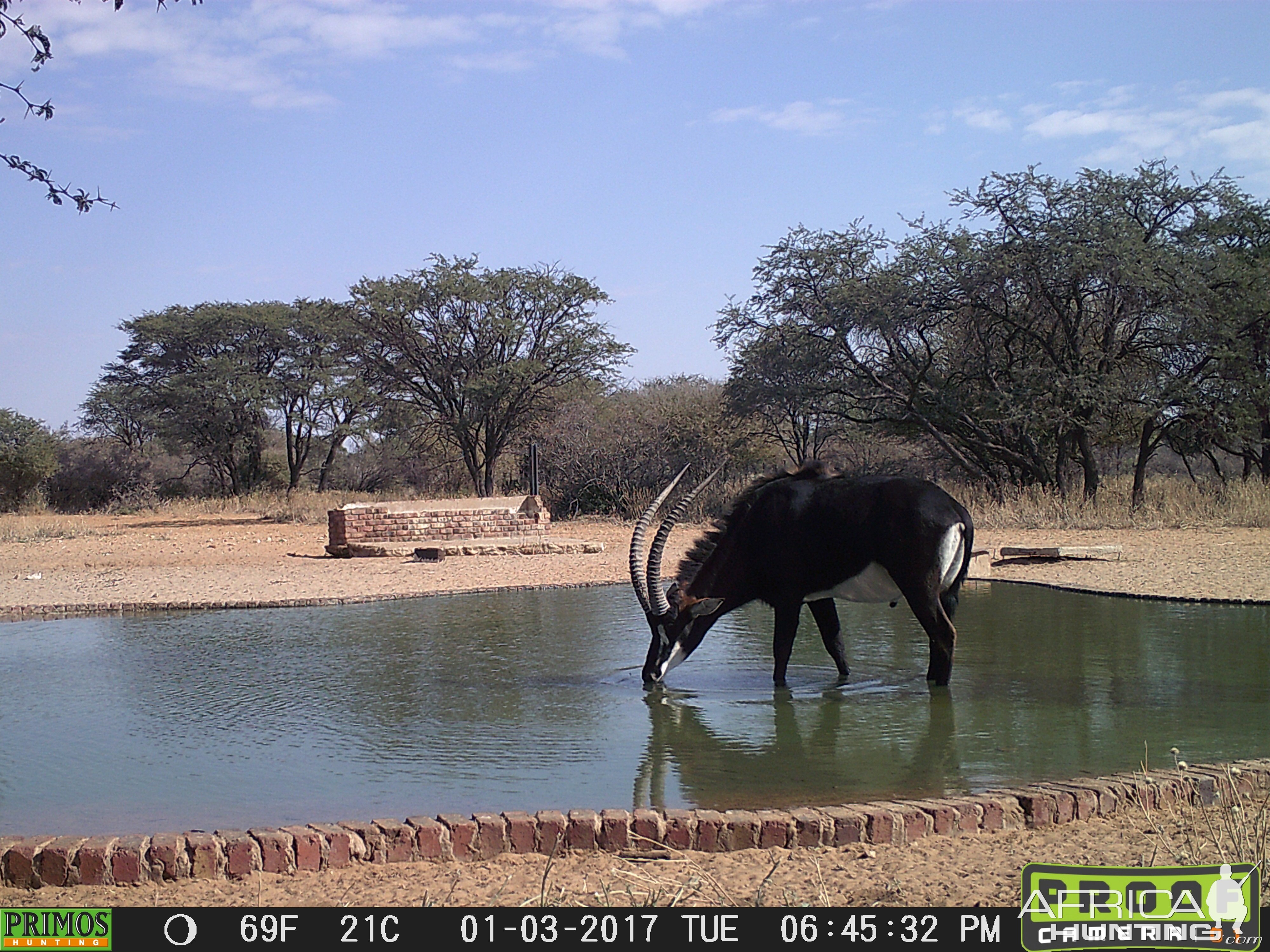 Trail Cam Pictures of Sable Antelope in South Africa