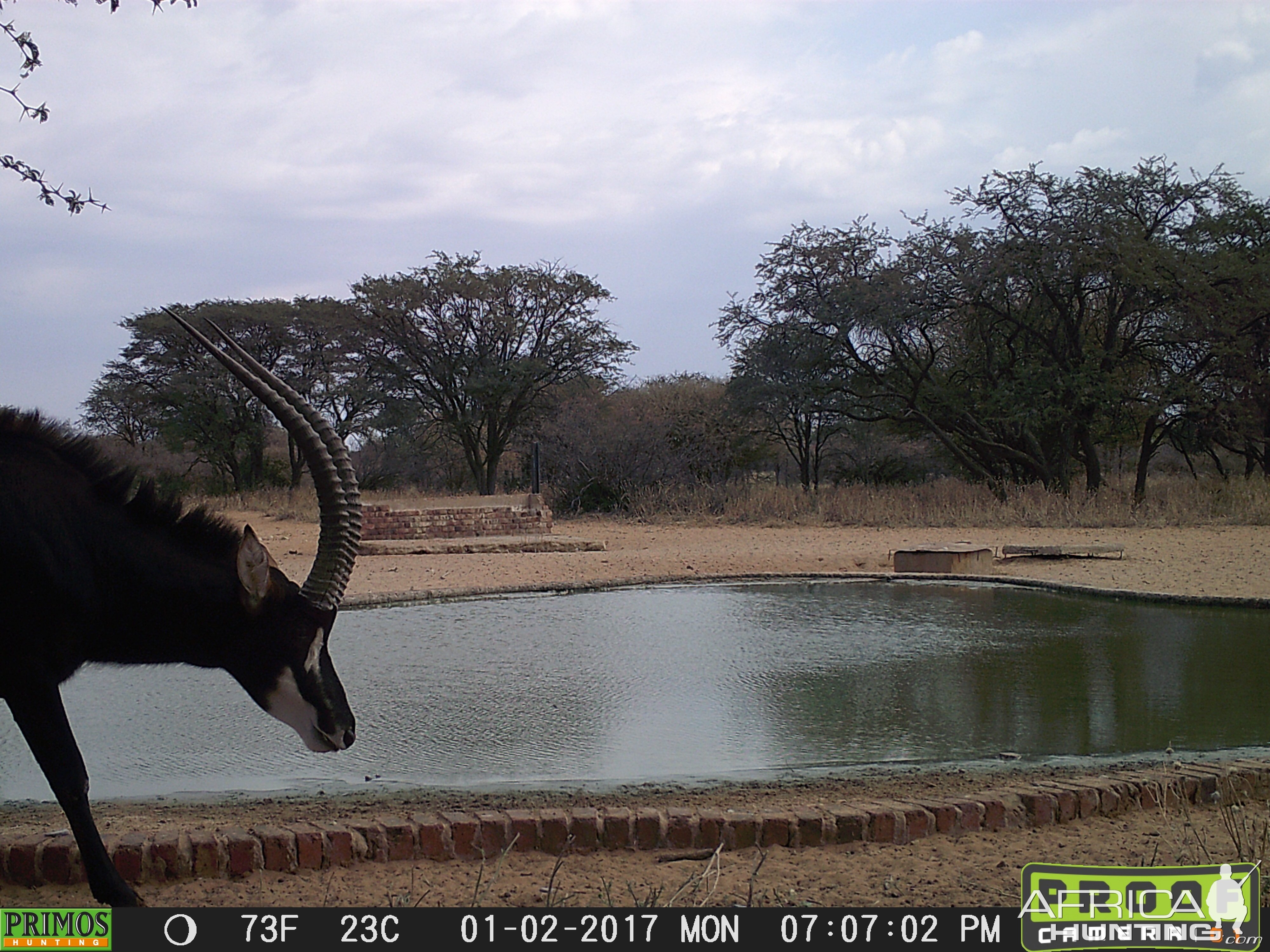 Trail Cam Pictures of Sable Antelope in South Africa