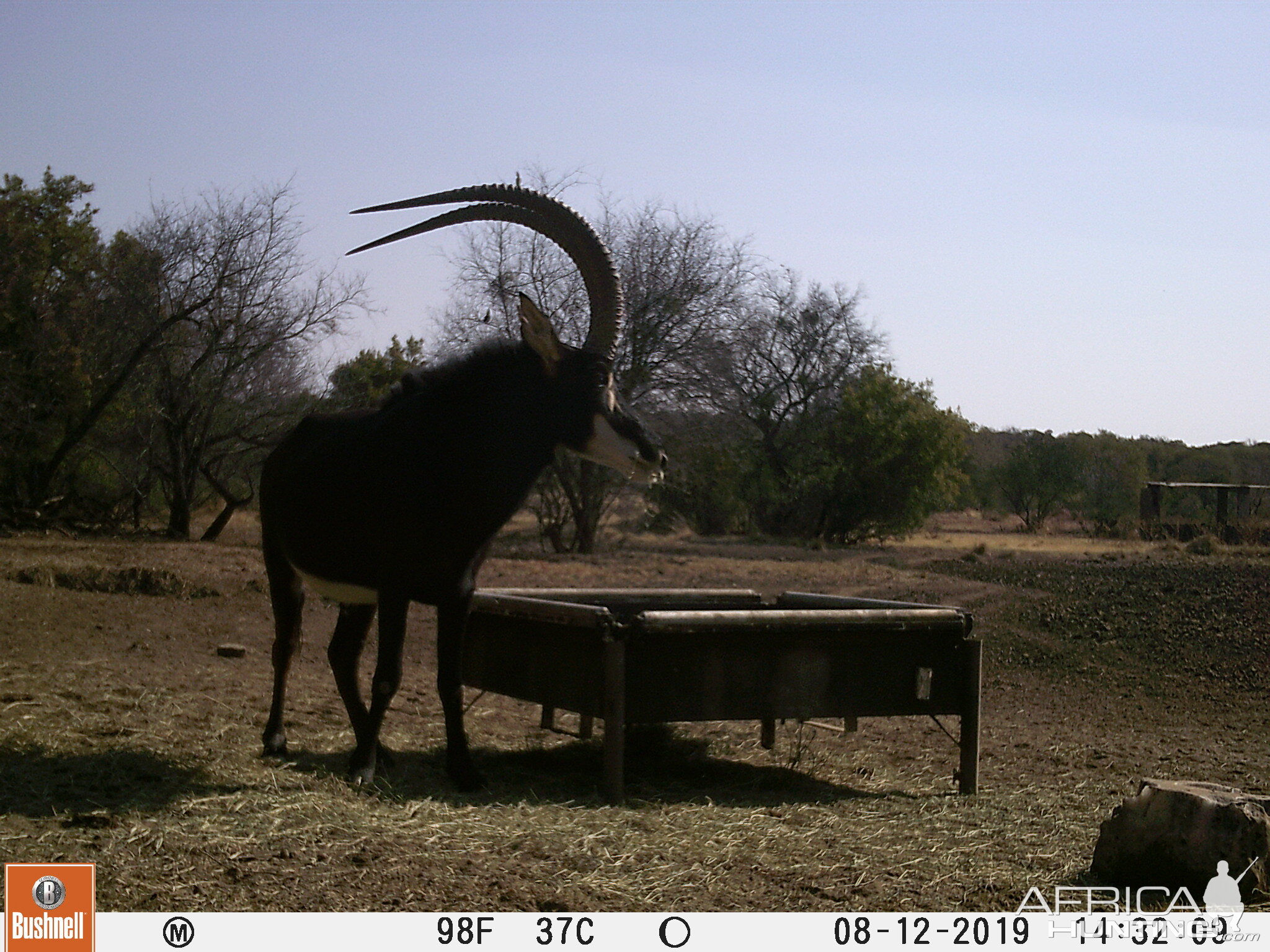 Trail Cam Pictures of Sable Antelope in South Africa