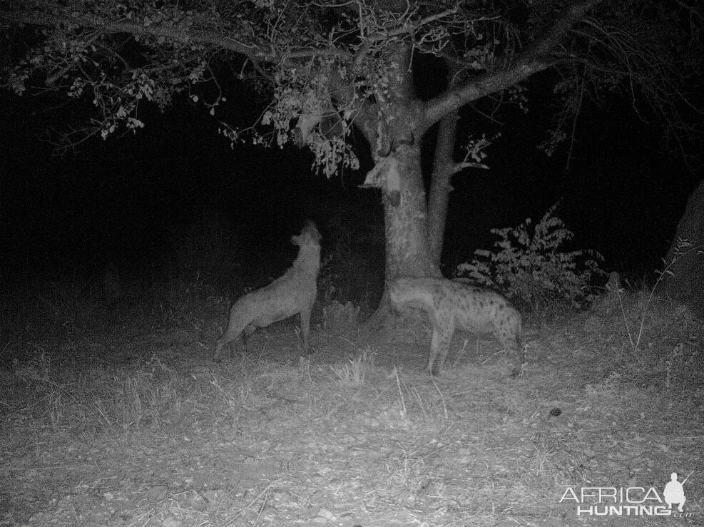 Trail Cam Pictures of Spotted Hyana in South Africa