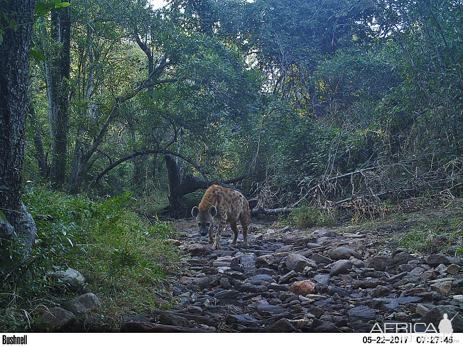 Trail Cam Pictures of Spotted Hyena Zambia