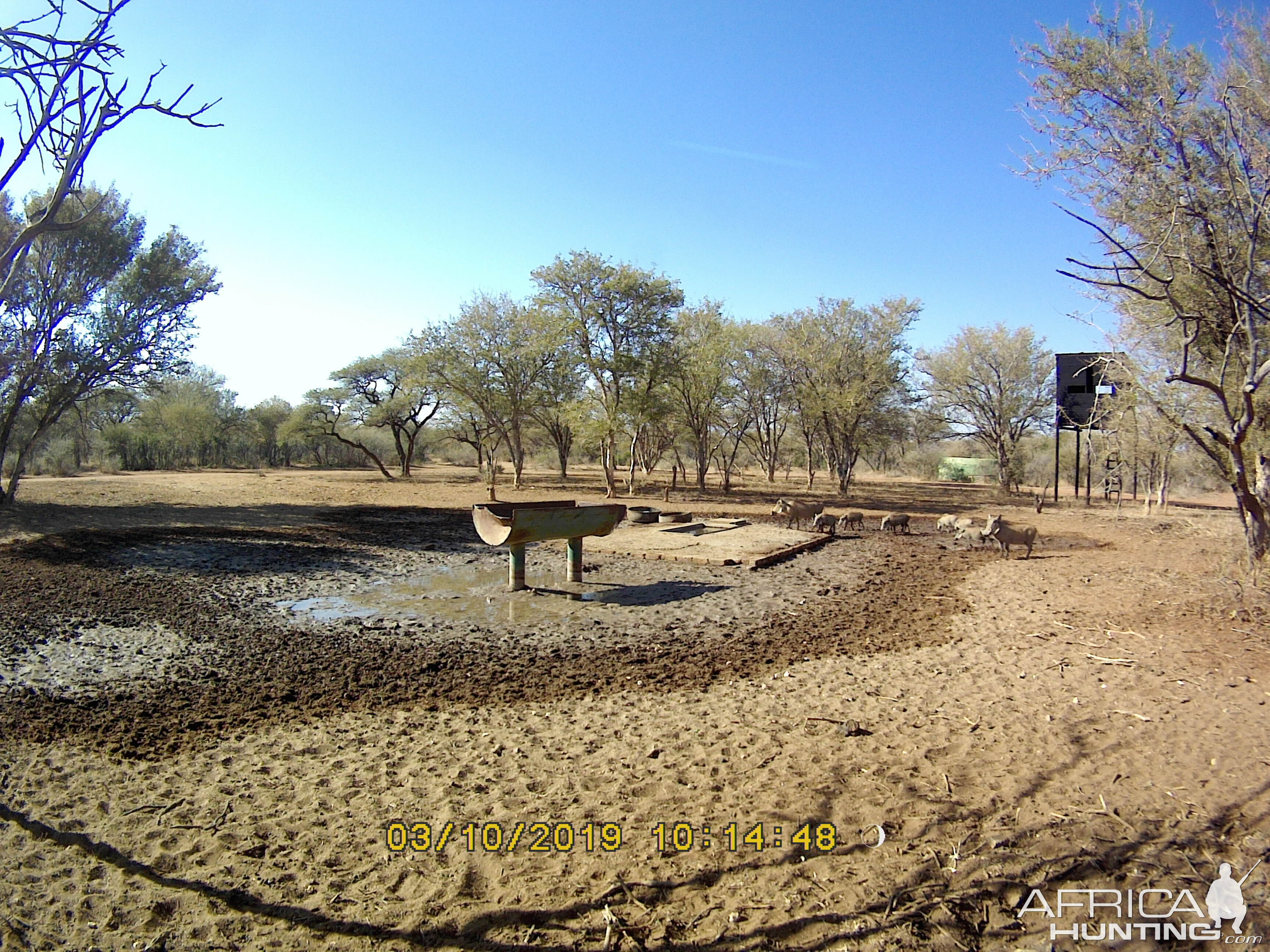 Trail Cam Pictures of Warthog in South Africa