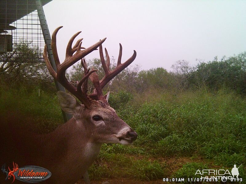 Trail Cam Pictures of White-tailed Deer in South Texas USA