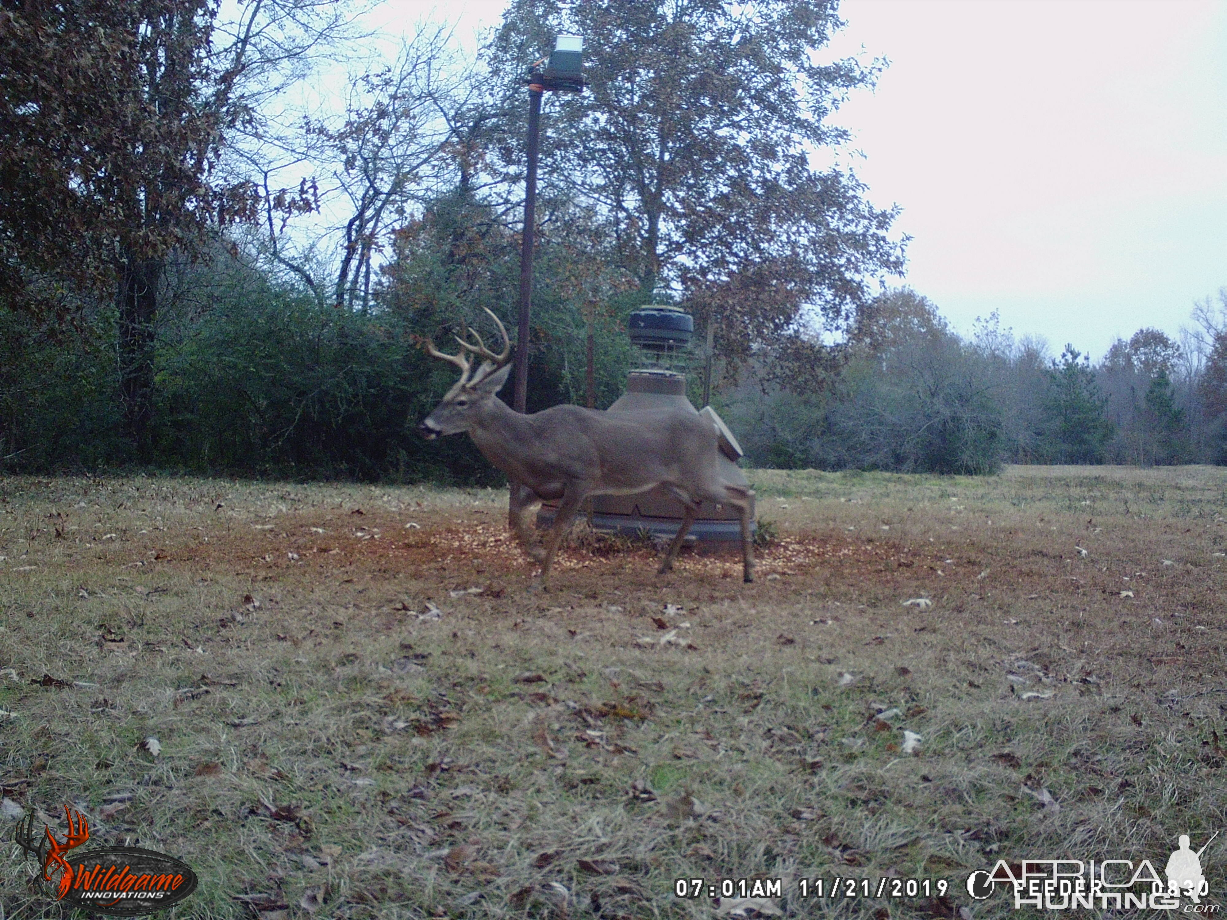 Trail Cam Pictures of White-tailed Deer USA