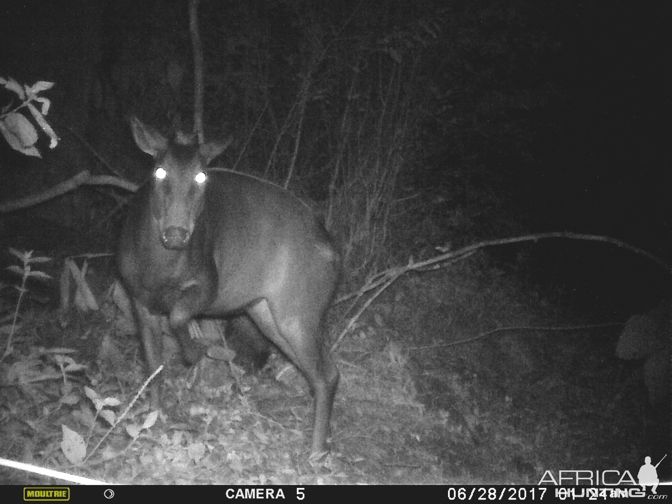 Trail Cam Yellow Backed Duiker Congo