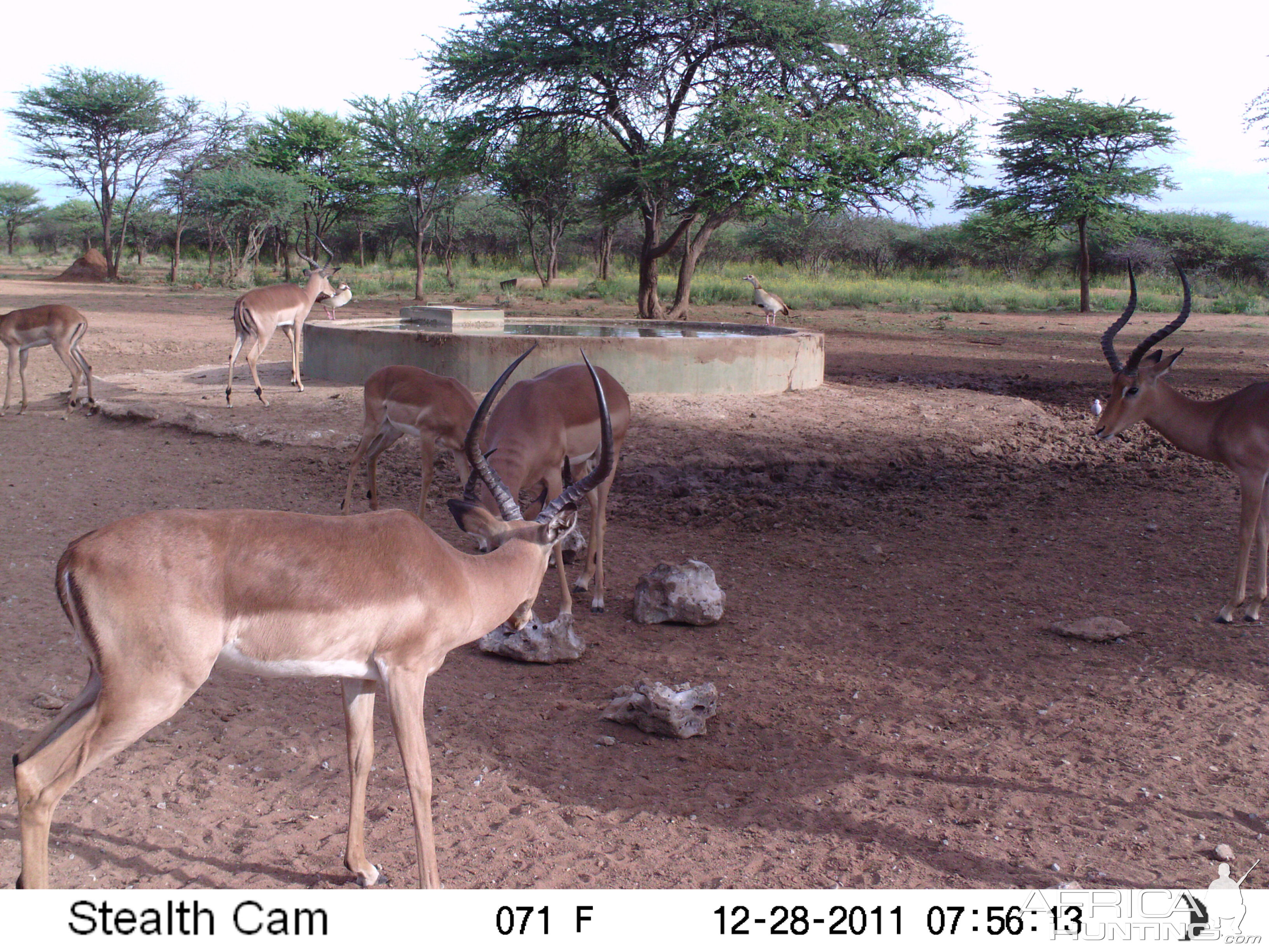 Trail Camera Namibia