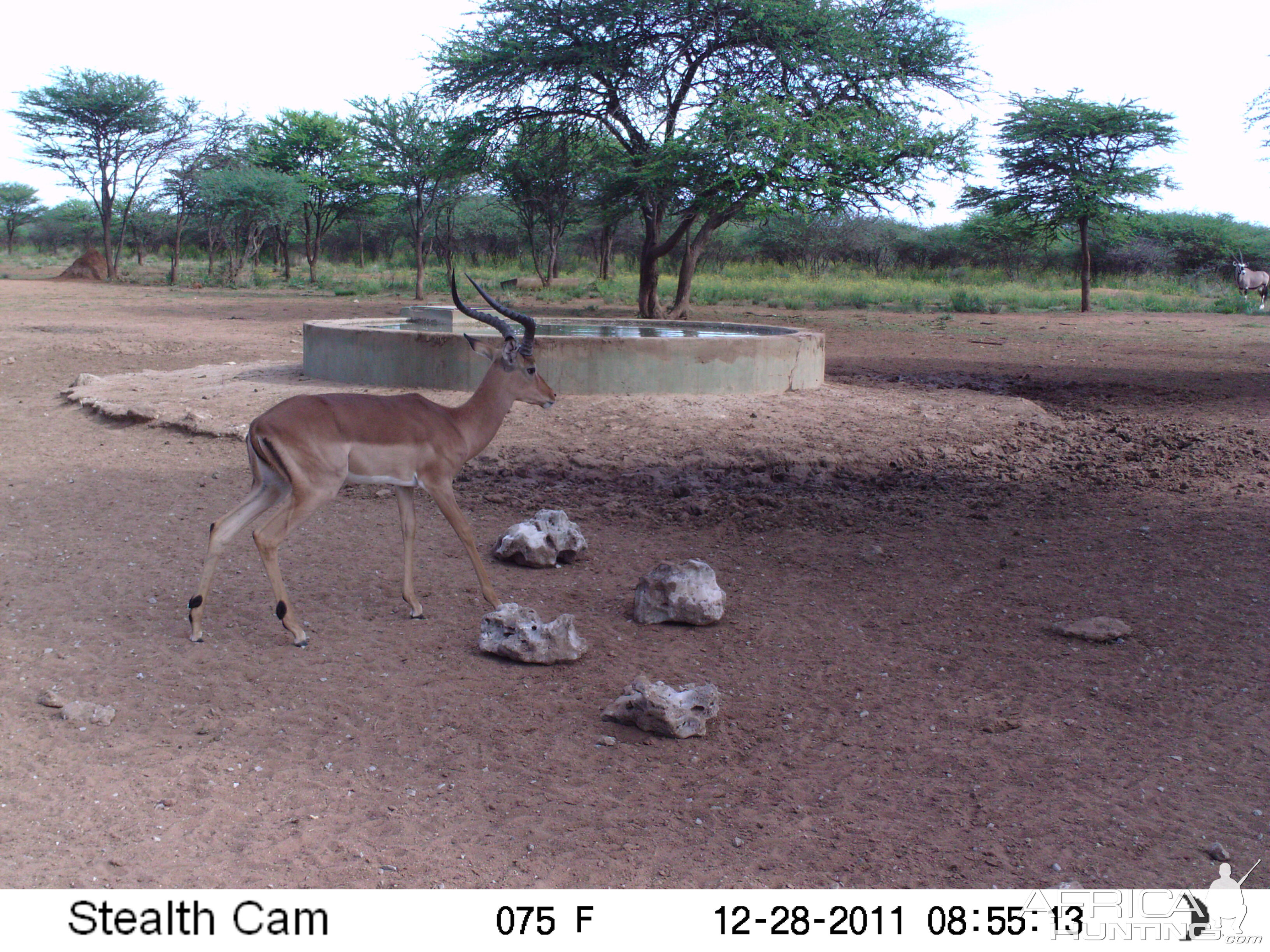 Trail Camera Namibia