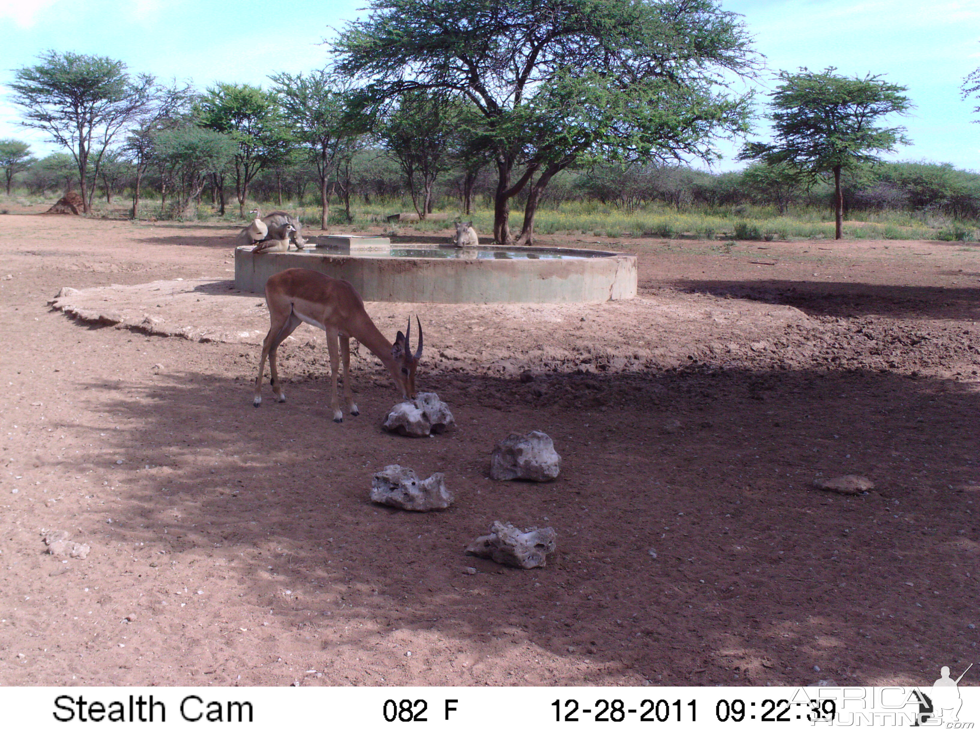 Trail Camera Namibia