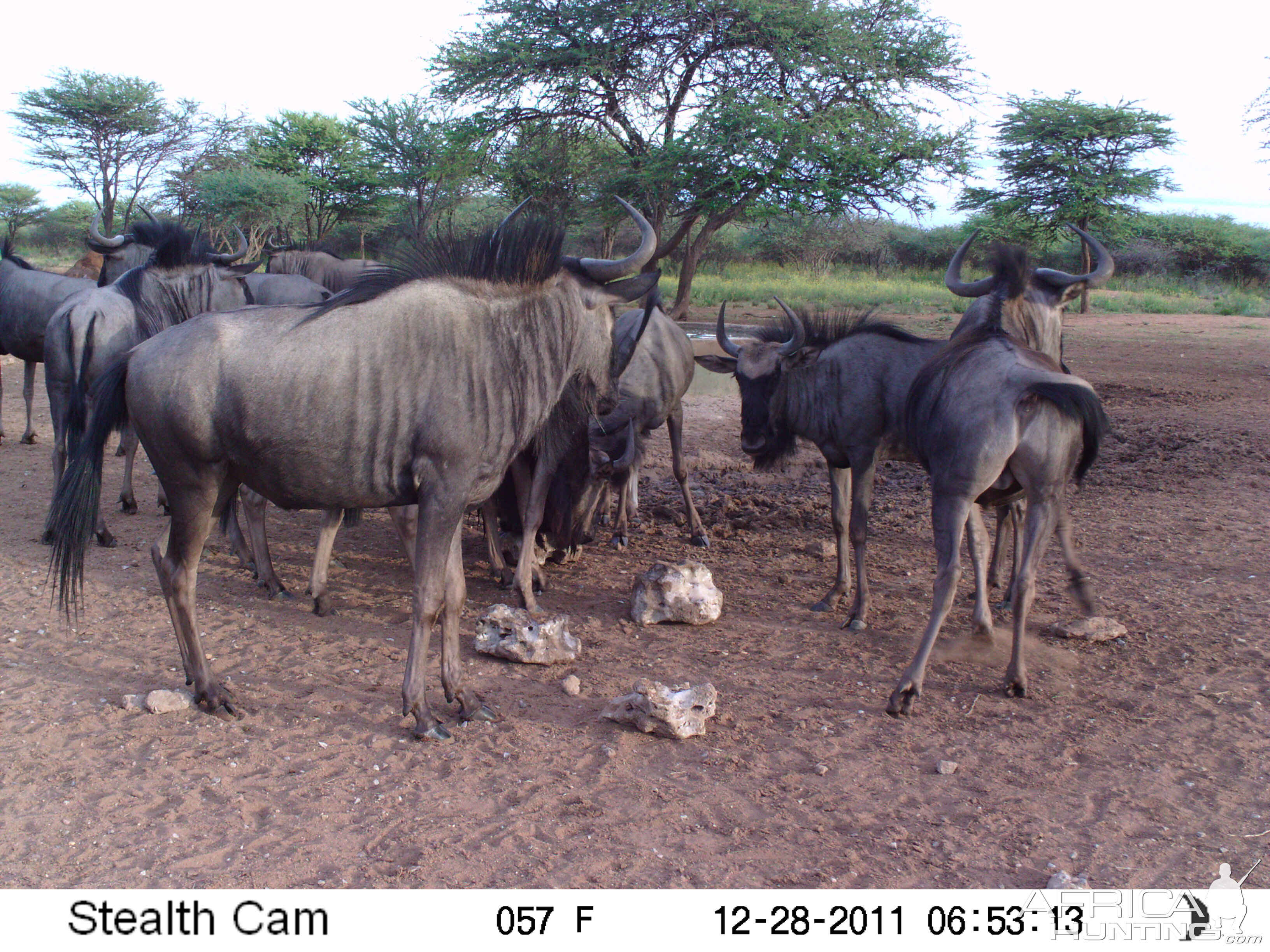 Trail Camera Namibia