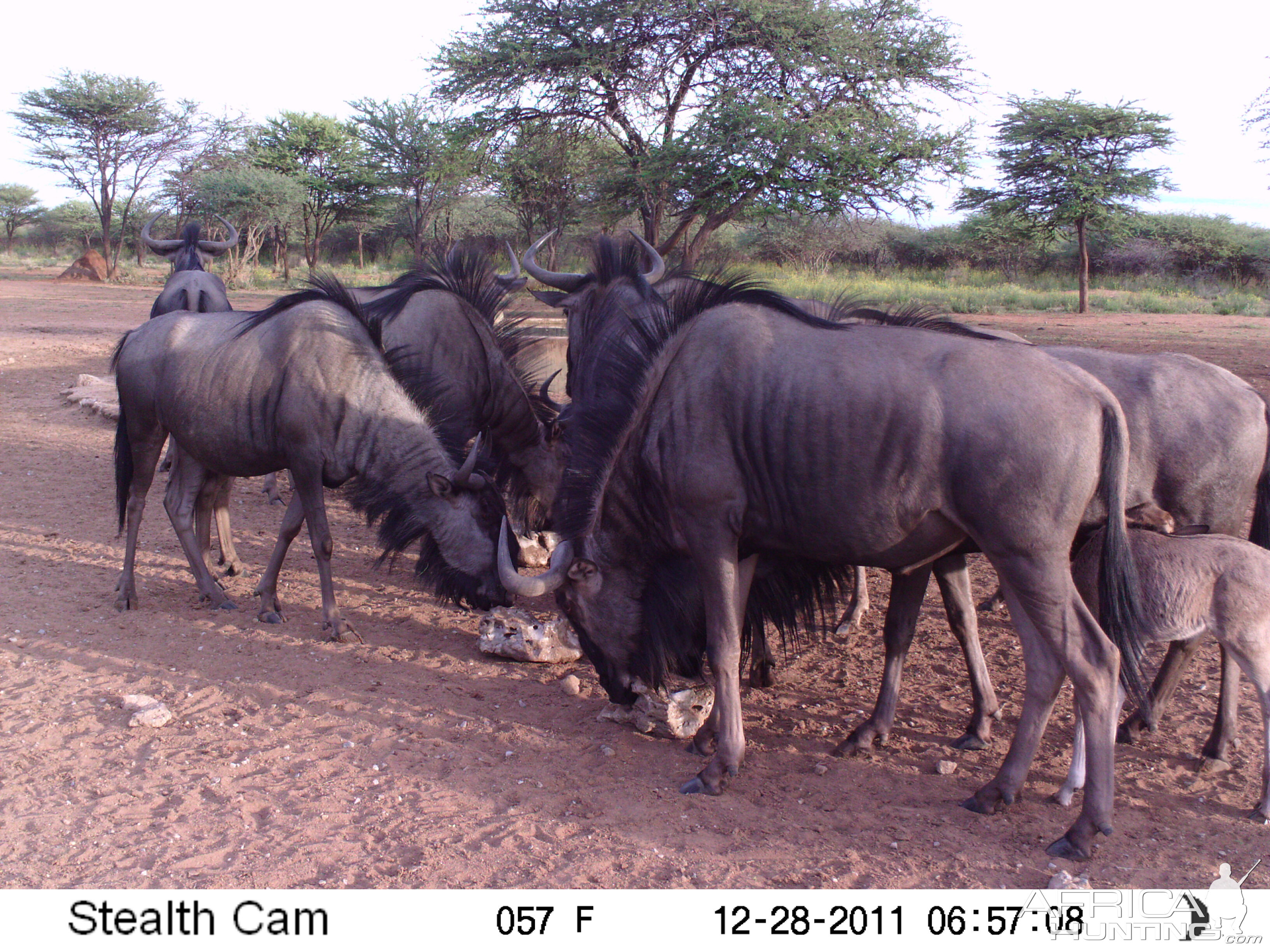 Trail Camera Namibia