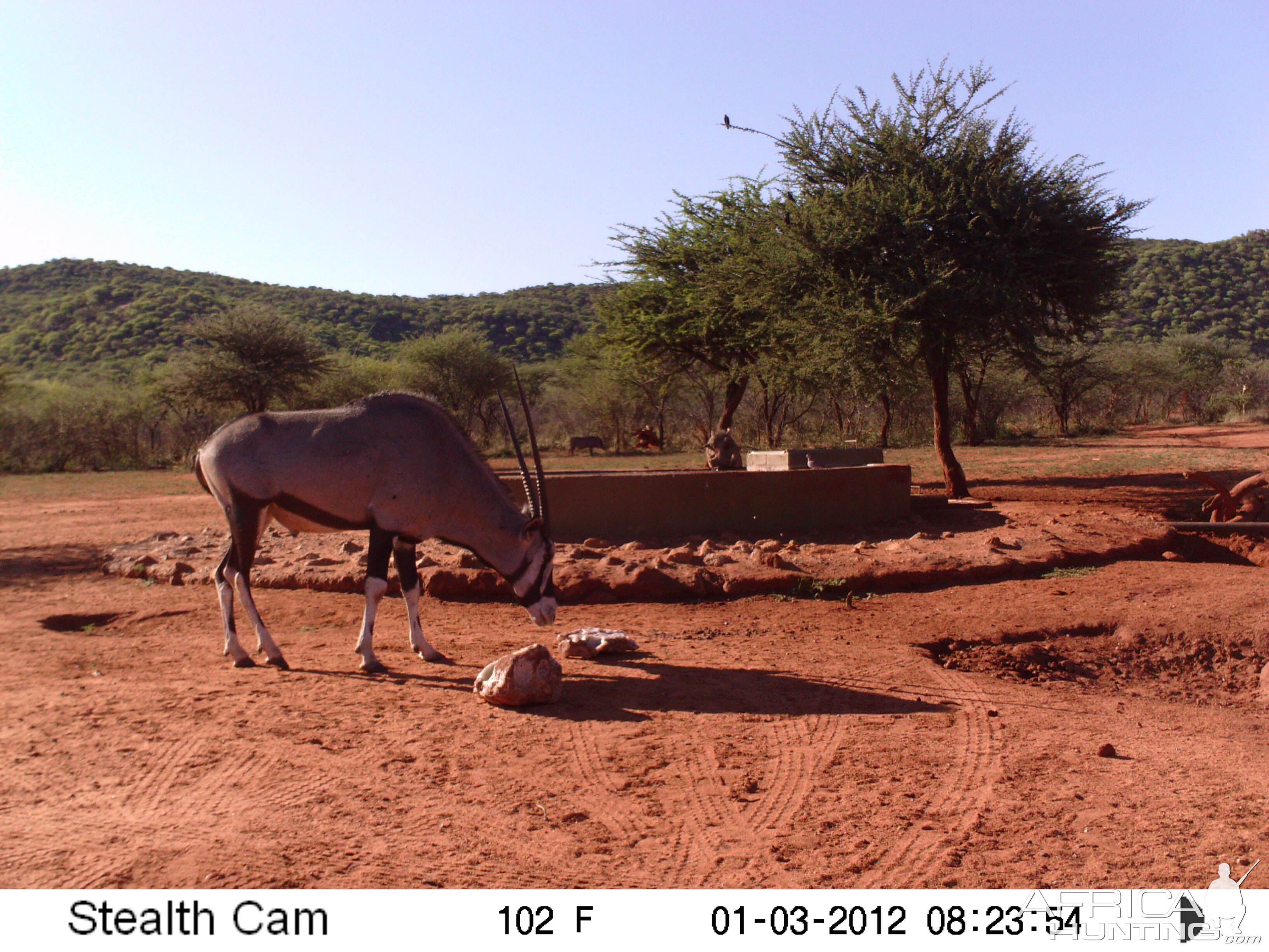 Trail Camera Namibia