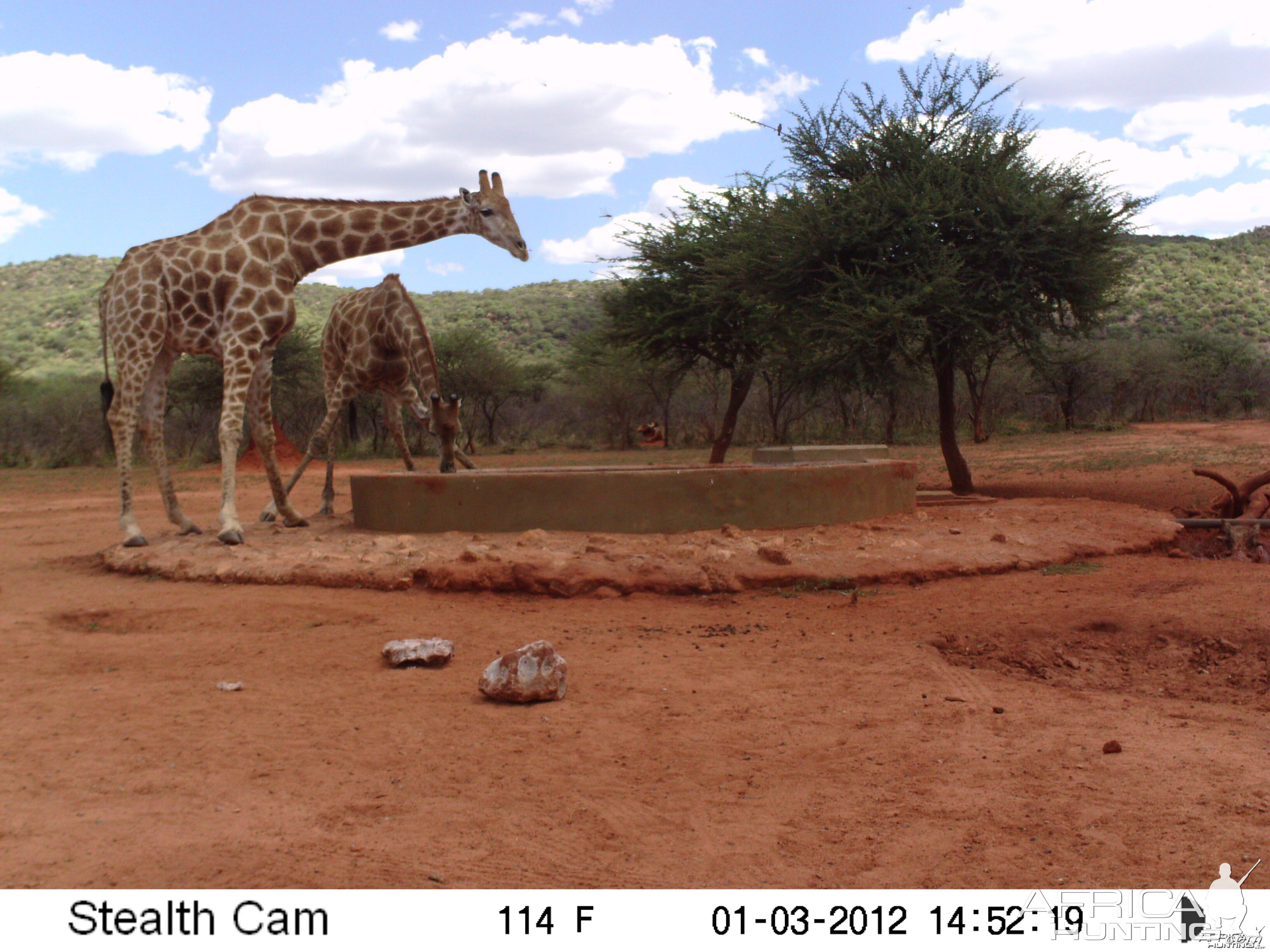 Trail Camera Namibia