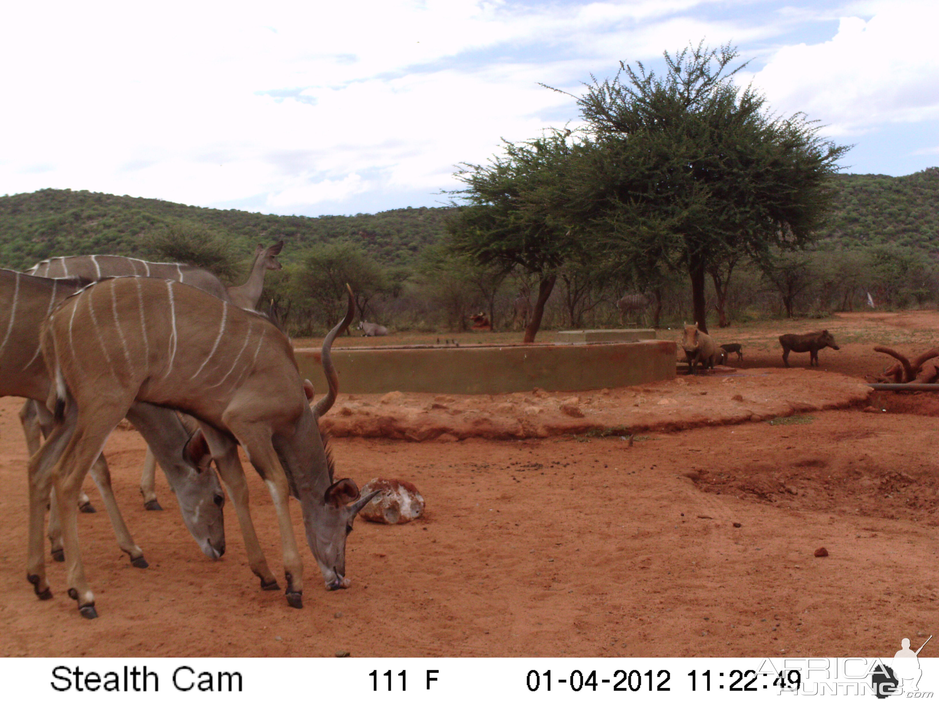 Trail Camera Namibia