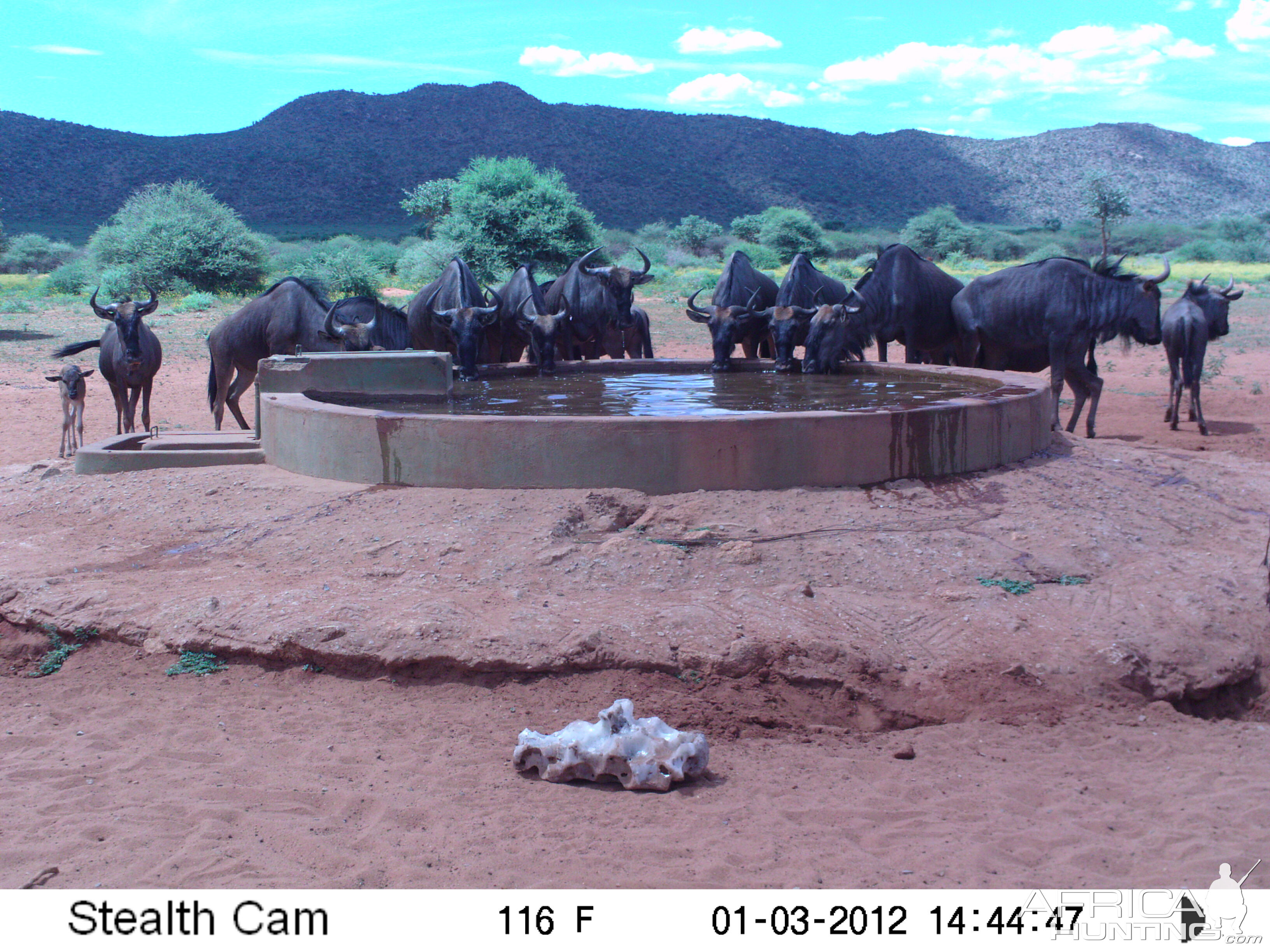 Trail Camera Namibia