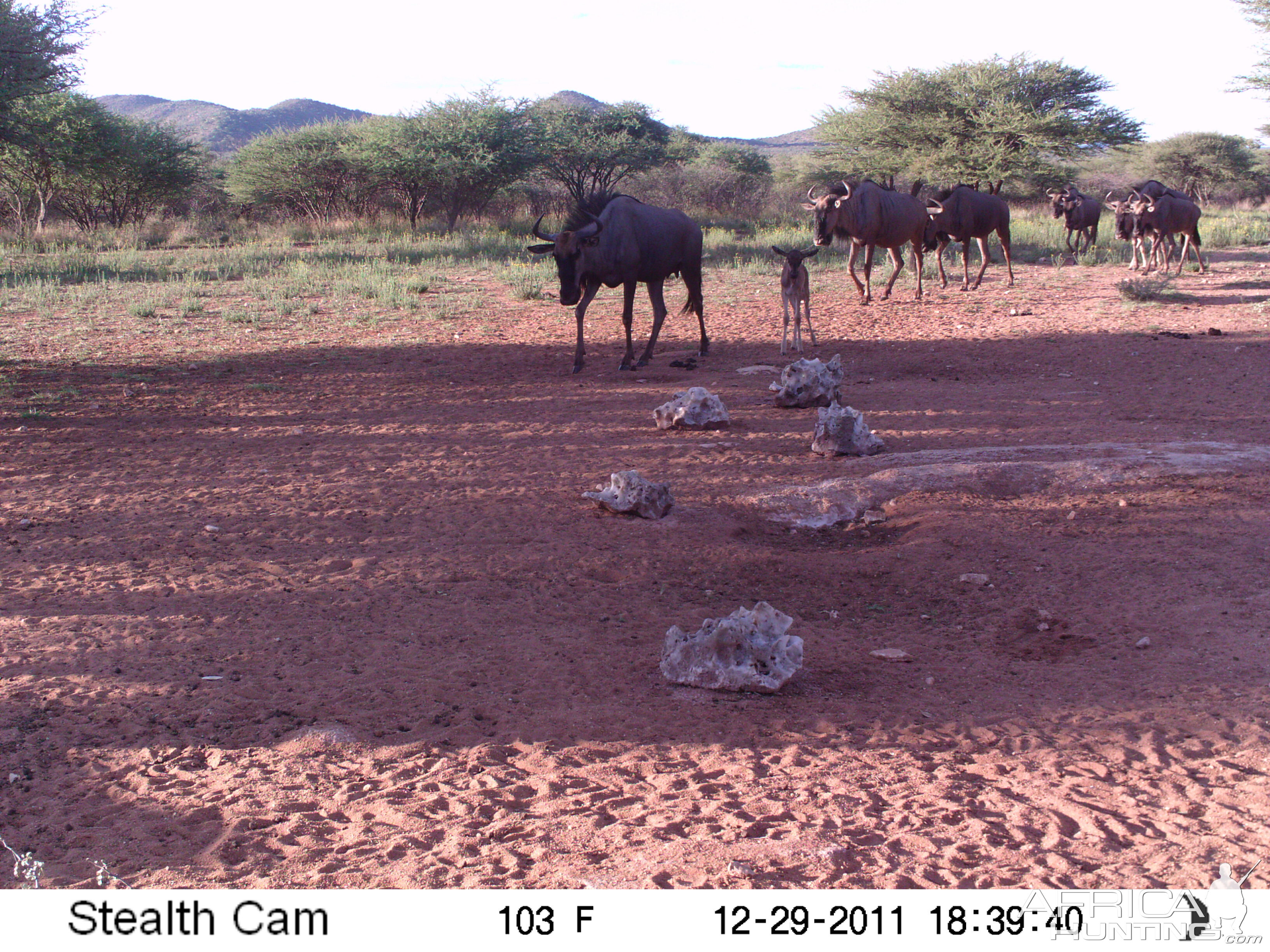 Trail Camera Namibia