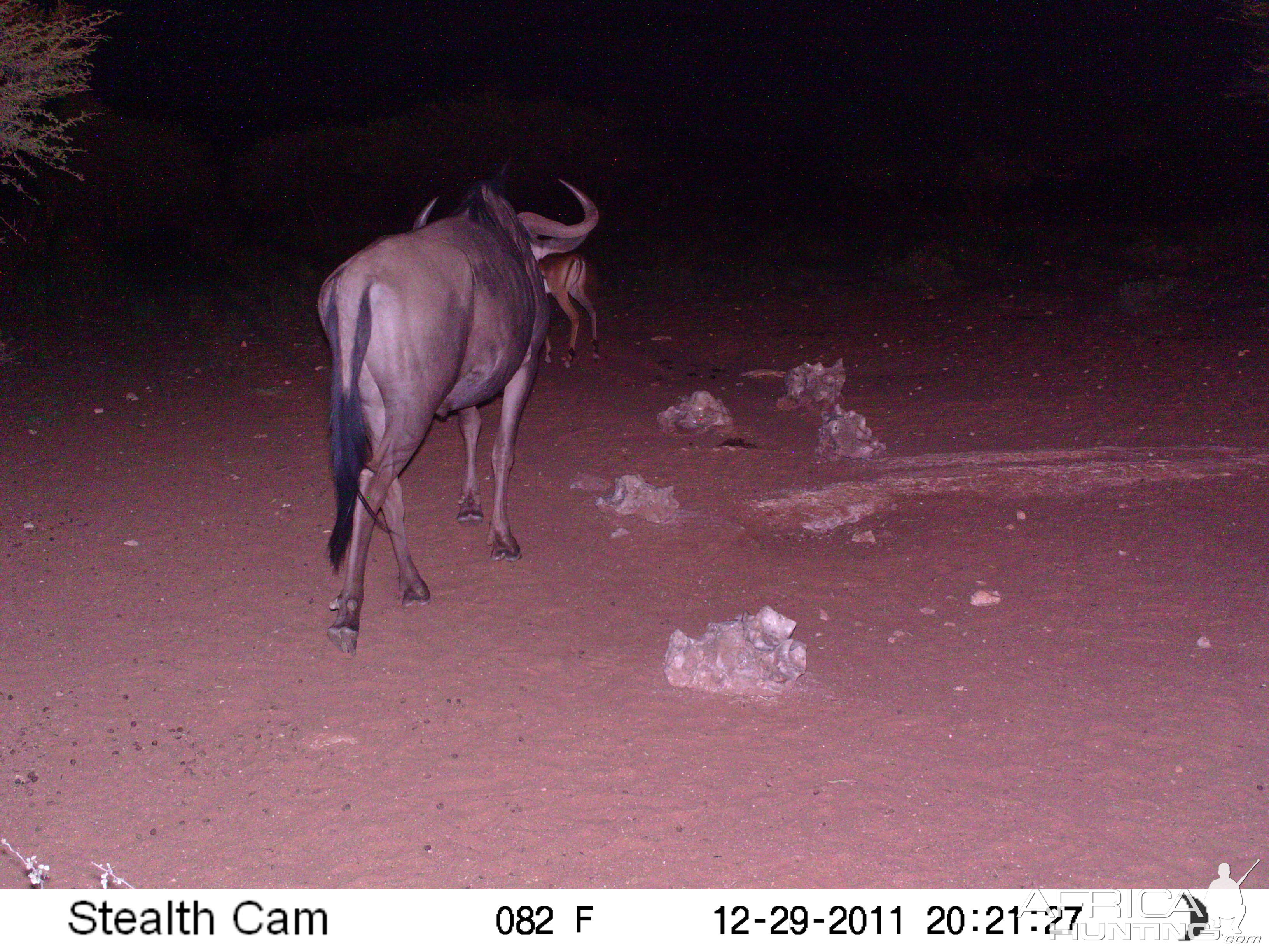 Trail Camera Namibia