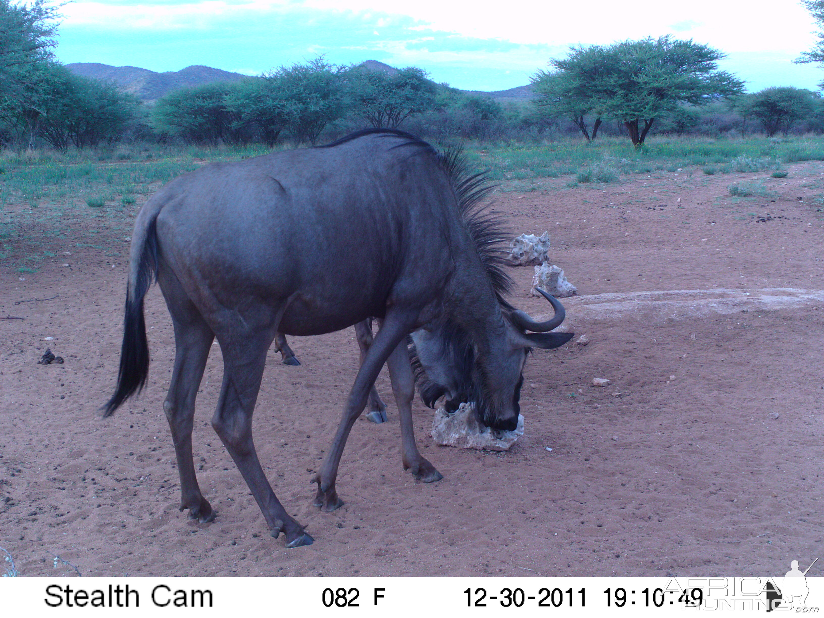 Trail Camera Namibia