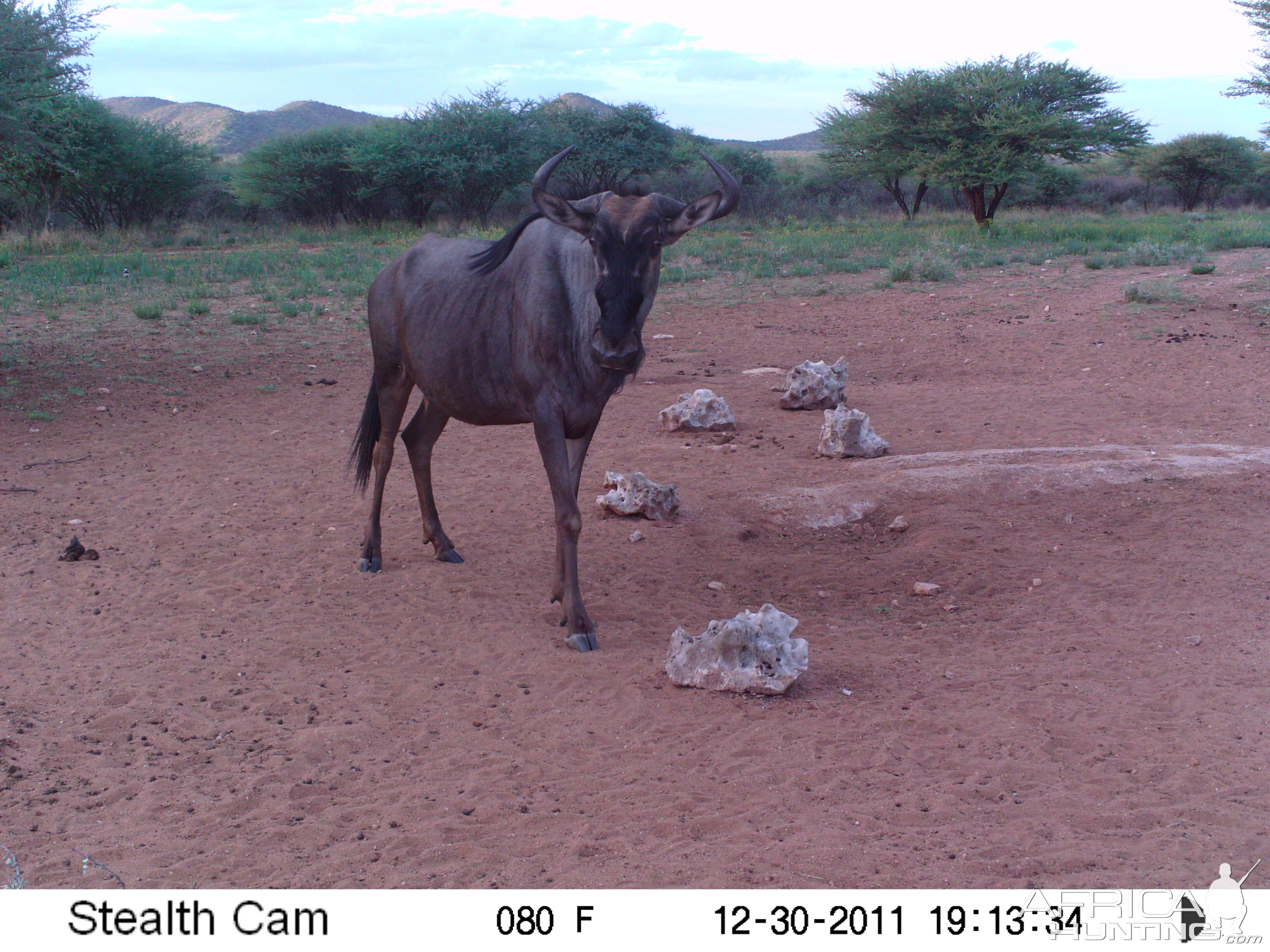 Trail Camera Namibia