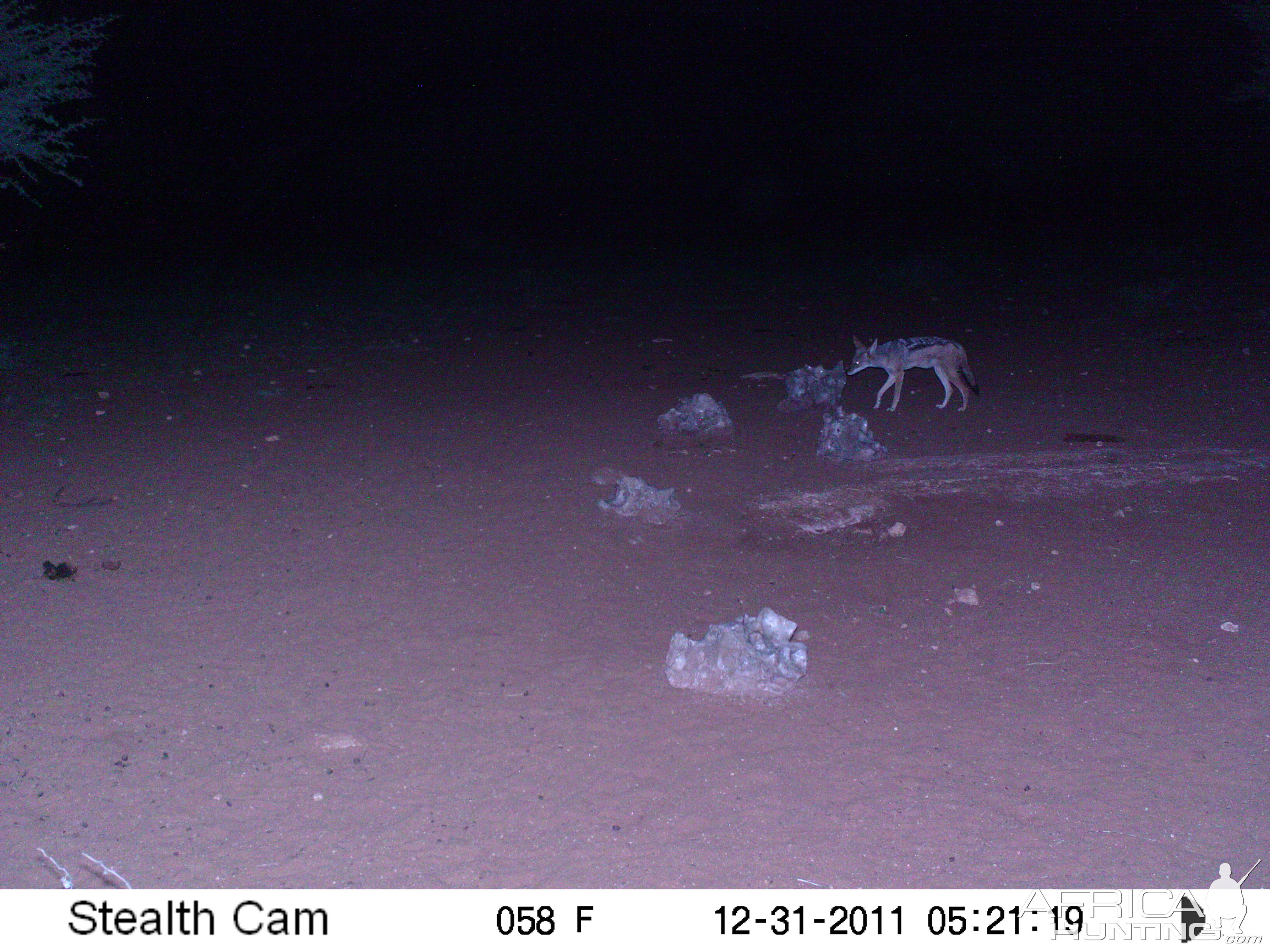 Trail Camera Namibia