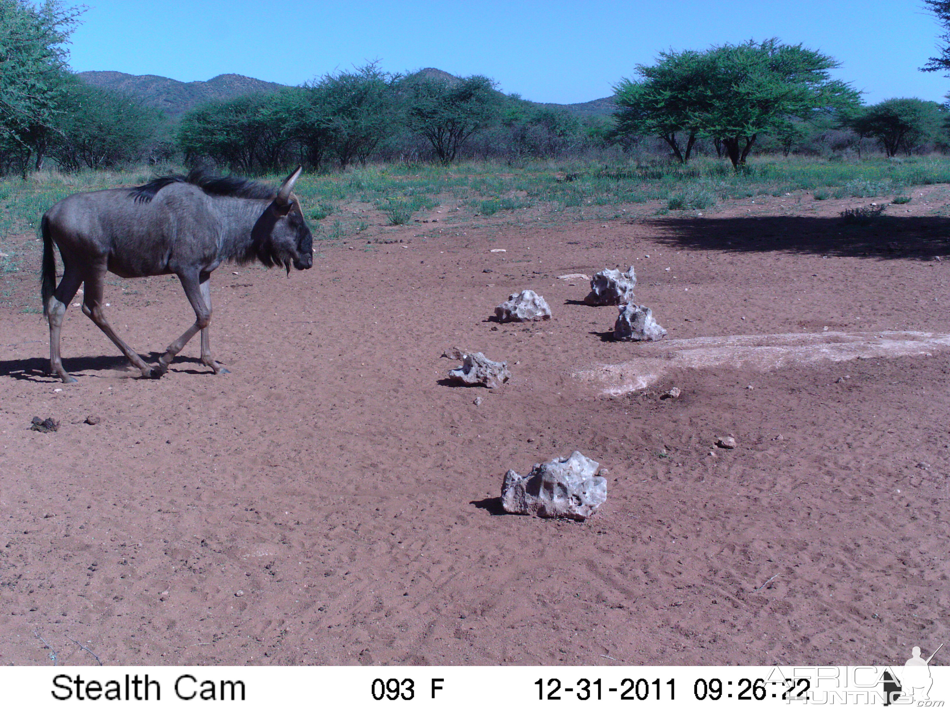 Trail Camera Namibia