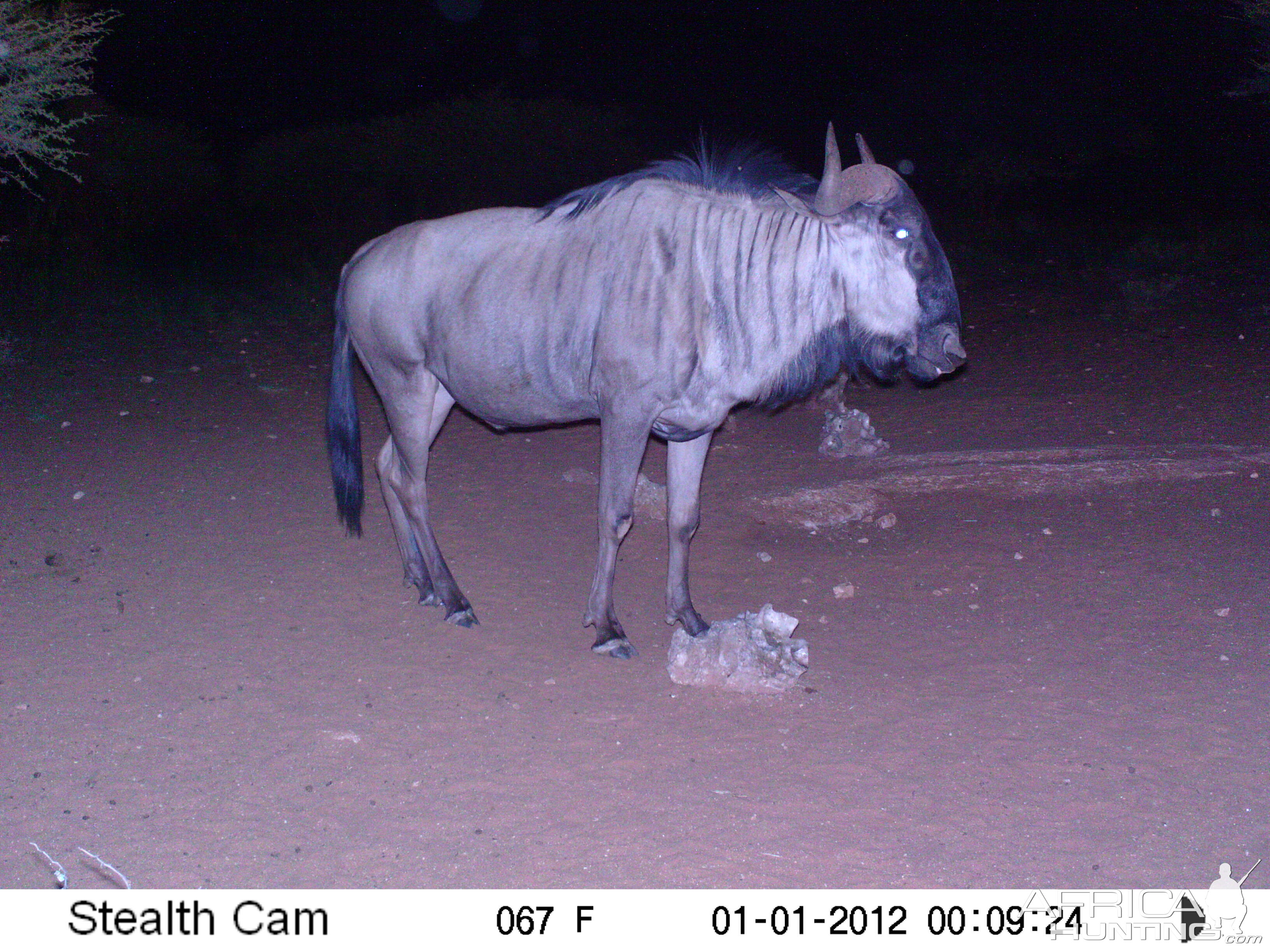 Trail Camera Namibia