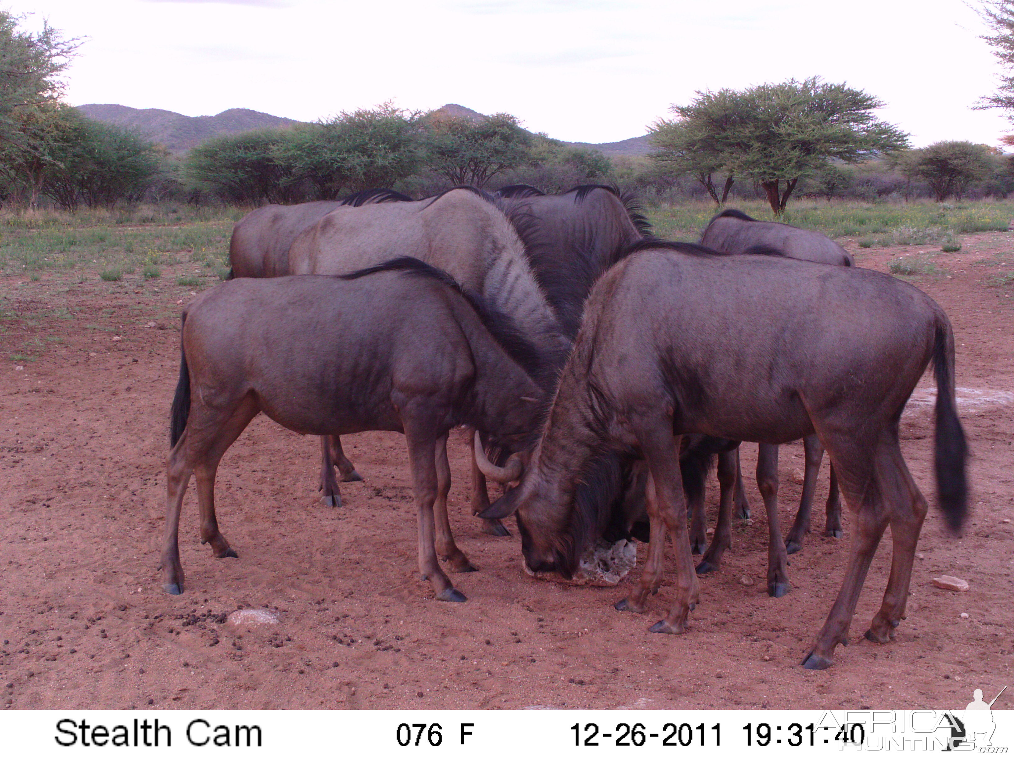 Trail Camera Namibia