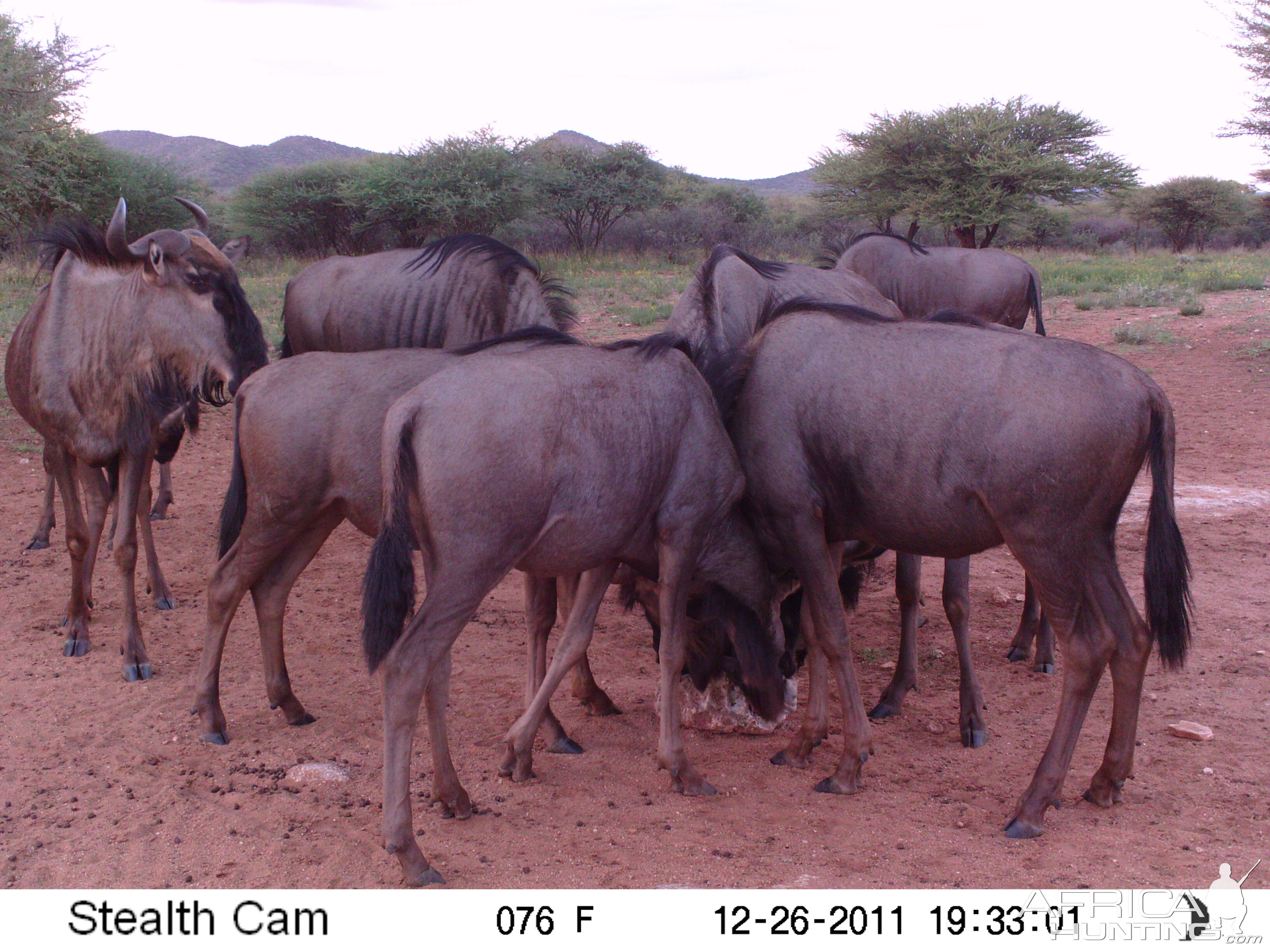 Trail Camera Namibia