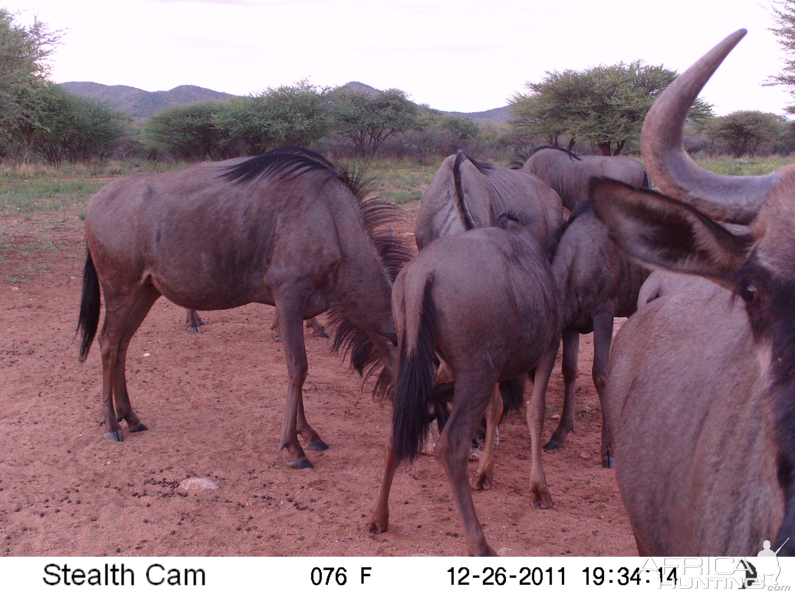 Trail Camera Namibia