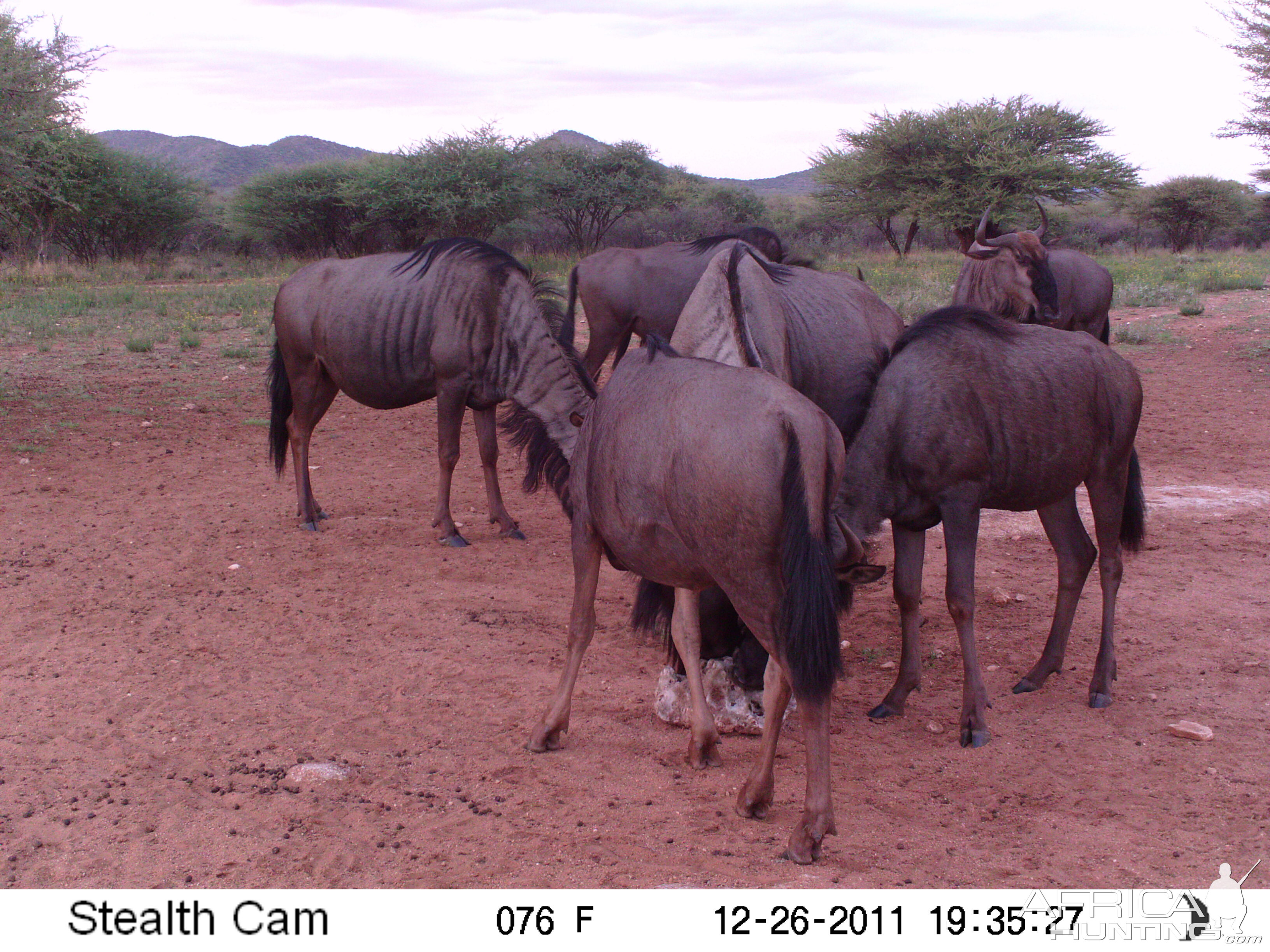 Trail Camera Namibia