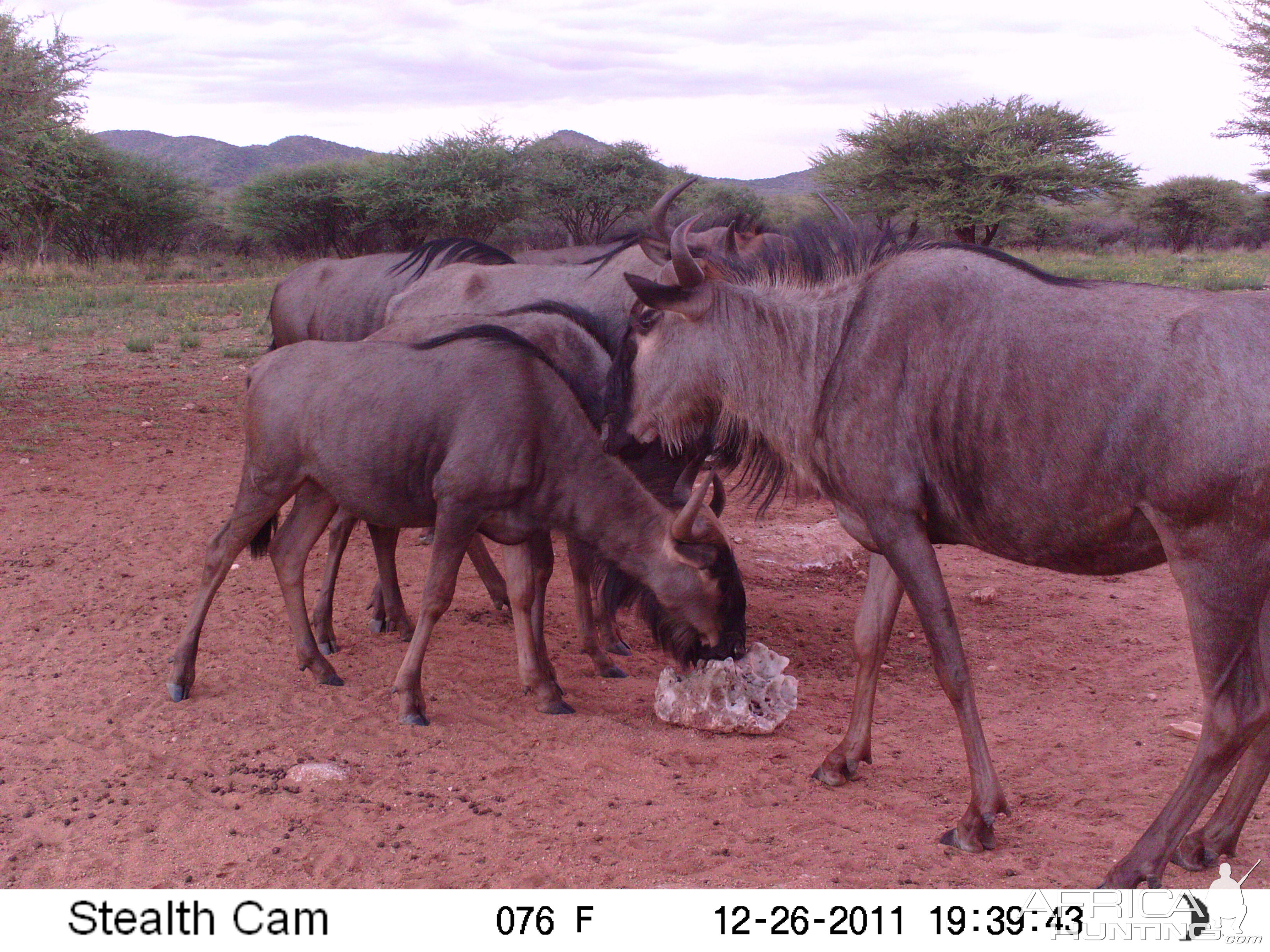 Trail Camera Namibia