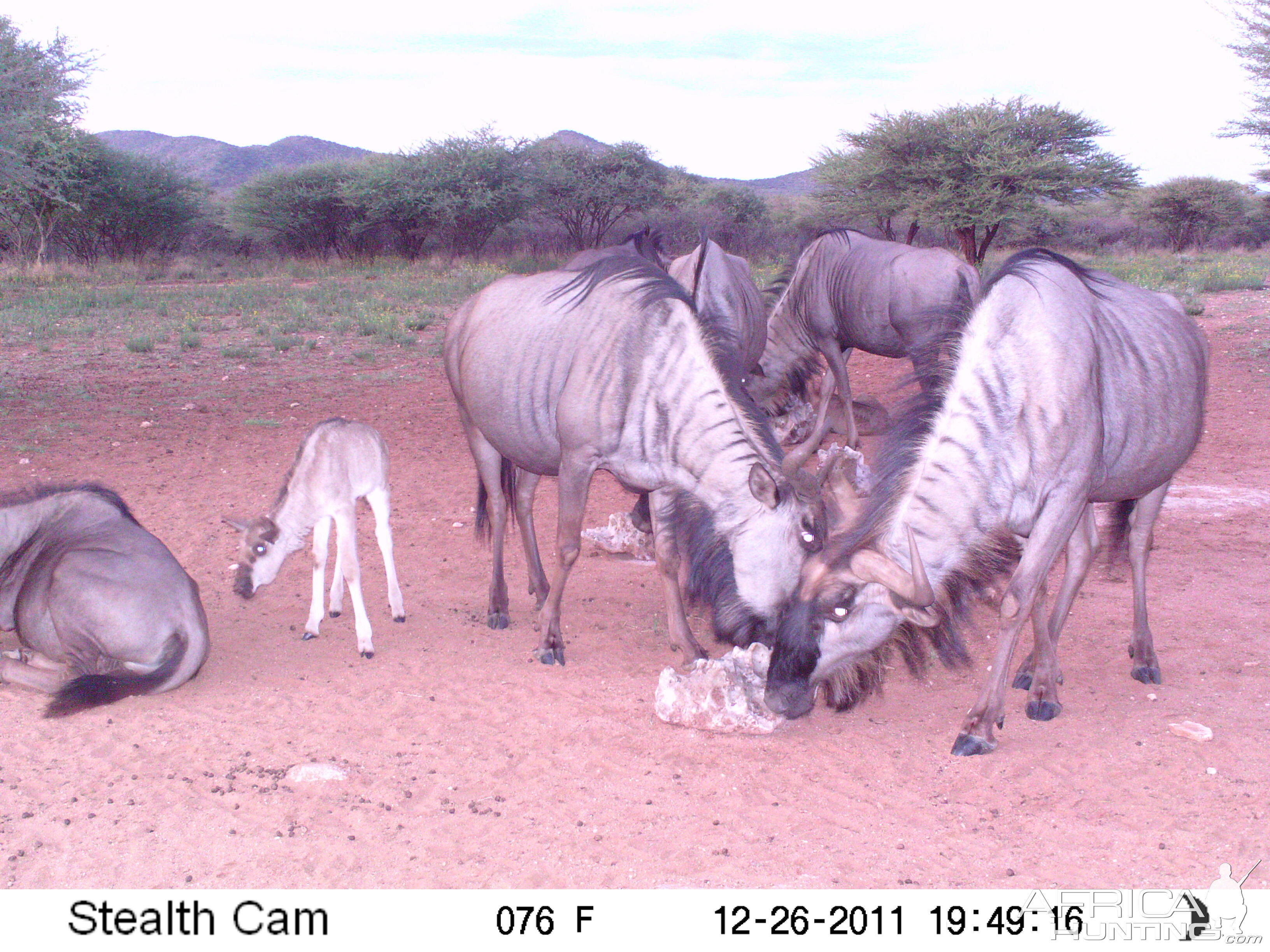 Trail Camera Namibia