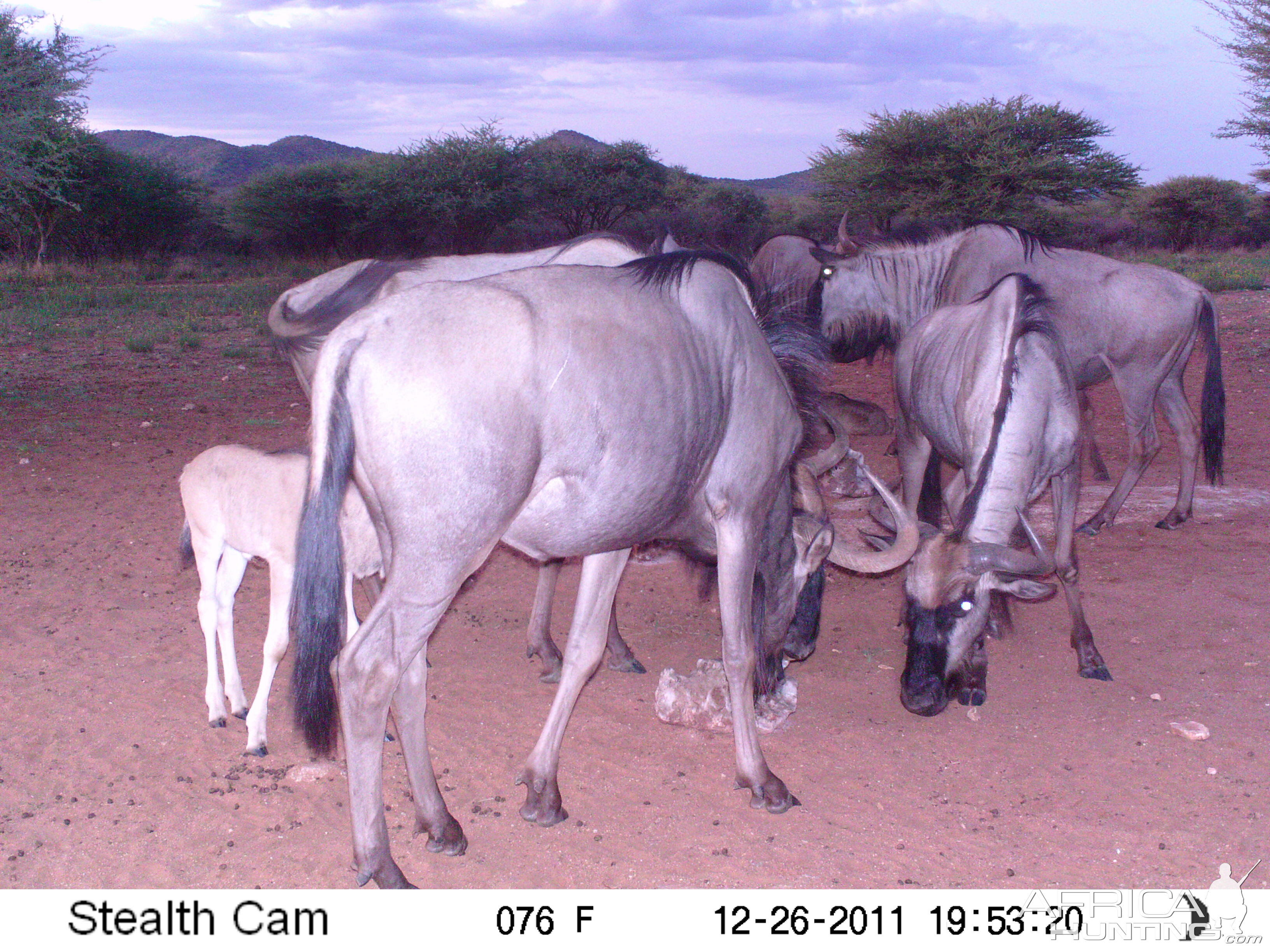 Trail Camera Namibia