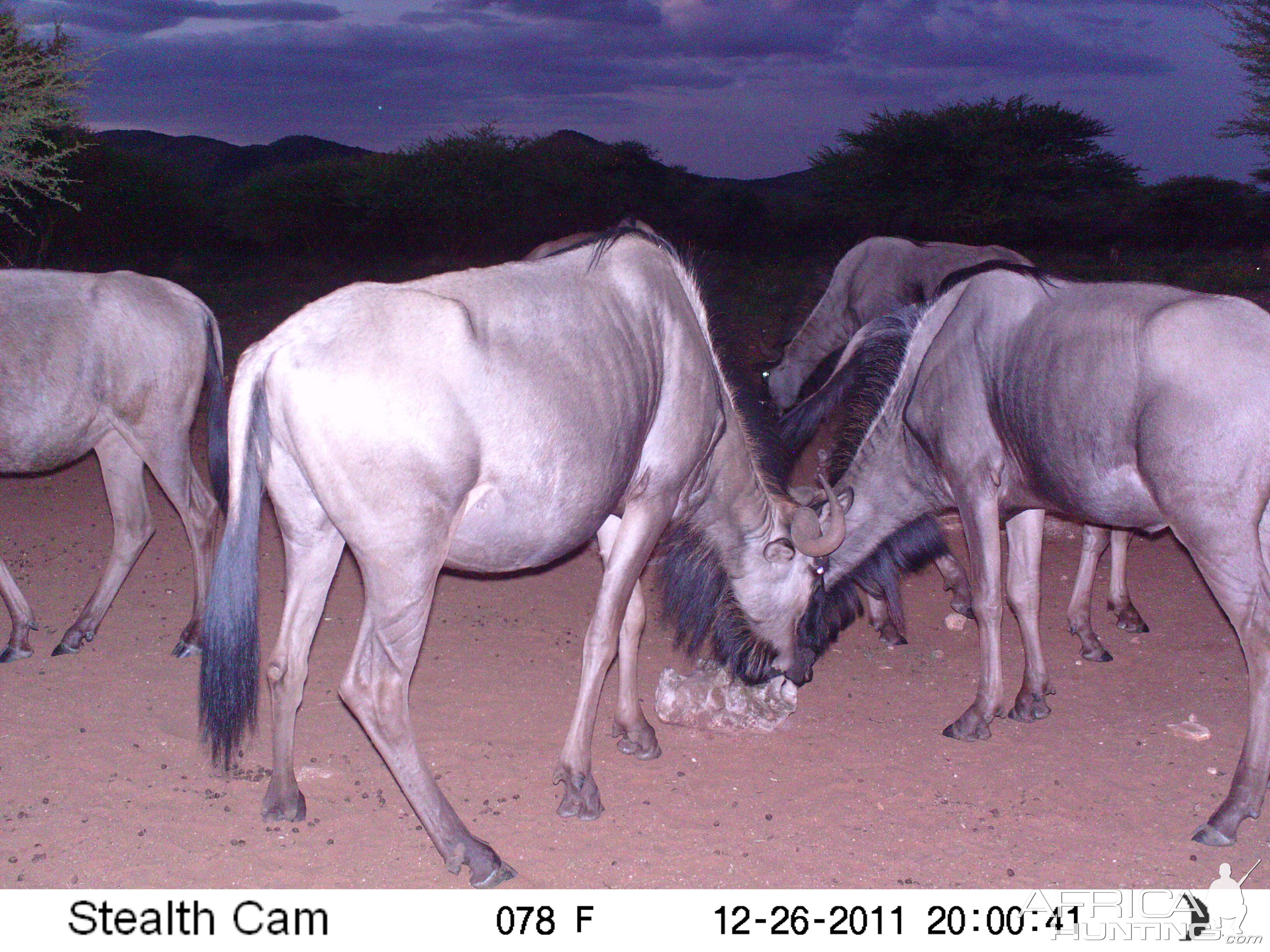 Trail Camera Namibia