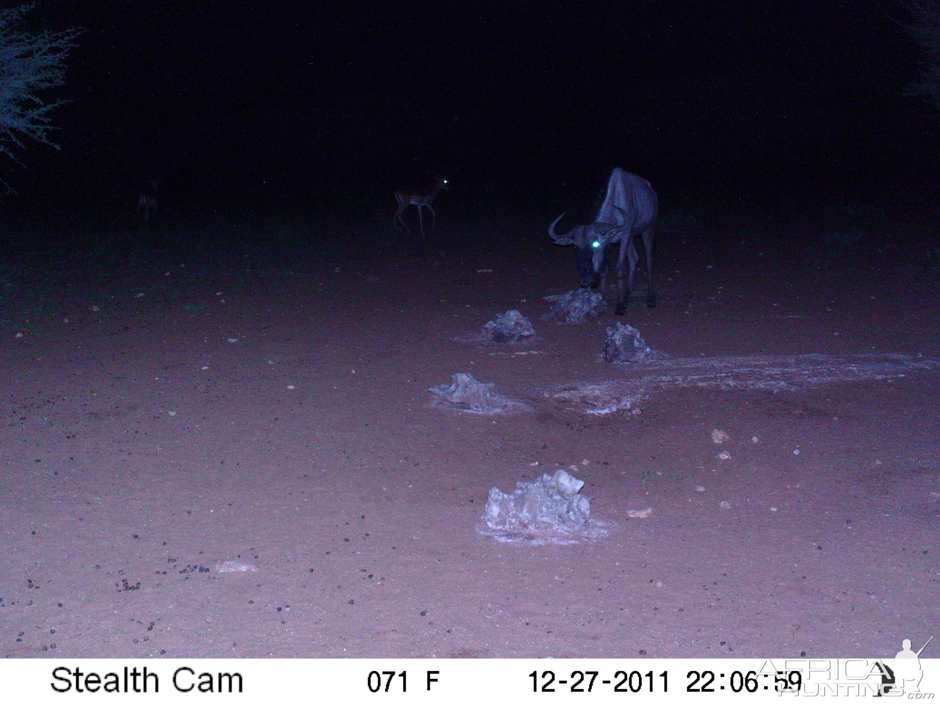Trail Camera Namibia