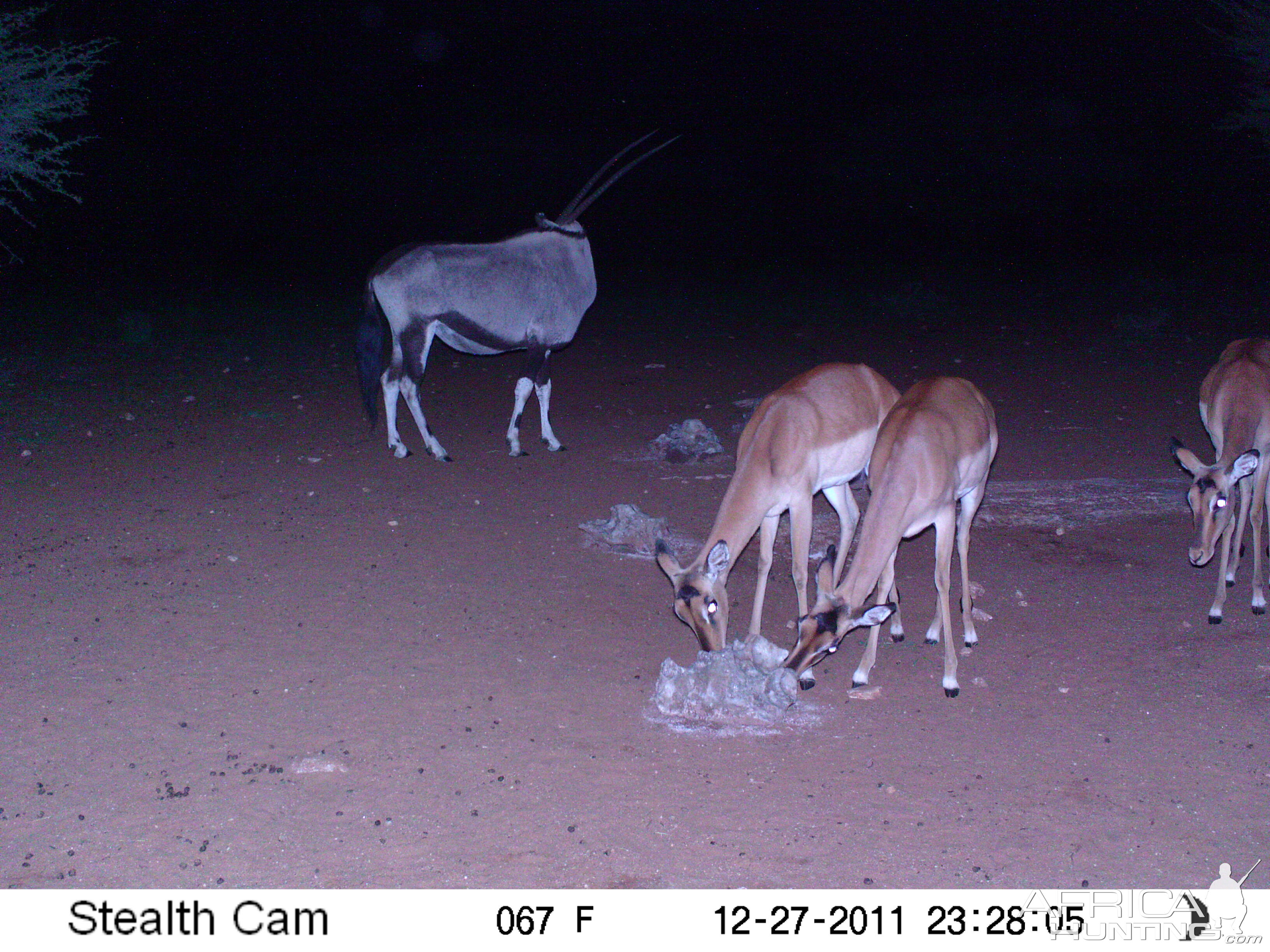 Trail Camera Namibia