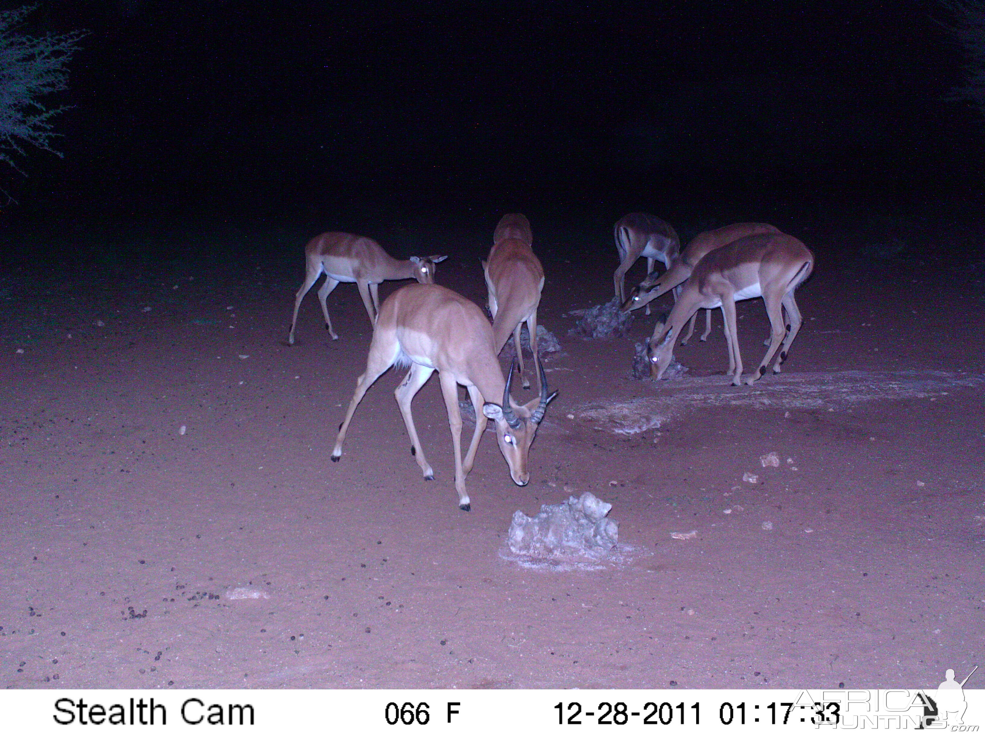 Trail Camera Namibia