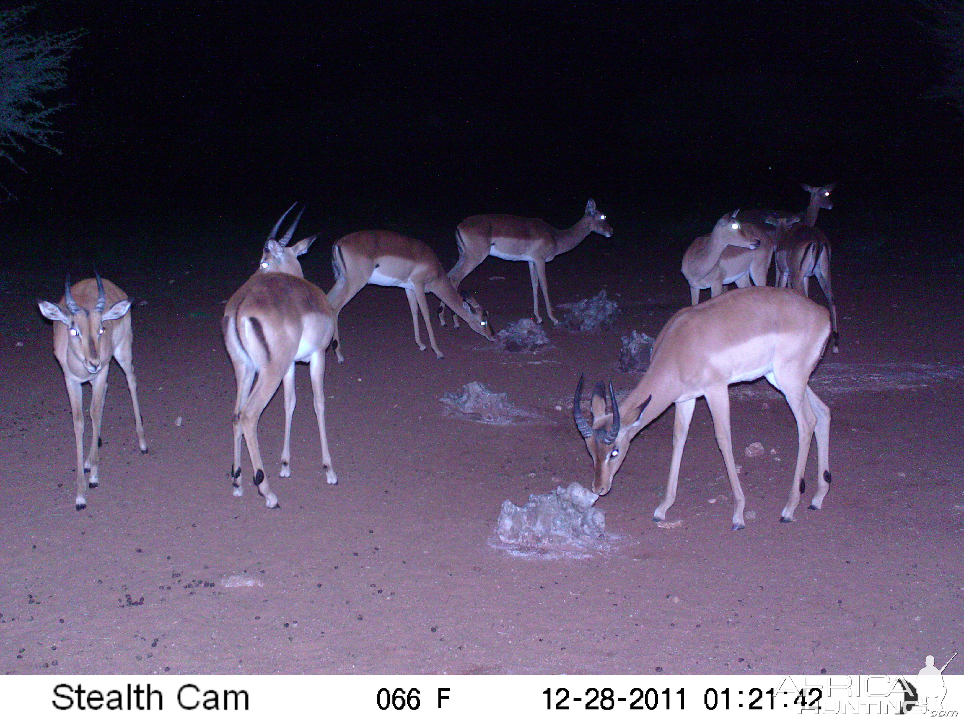 Trail Camera Namibia